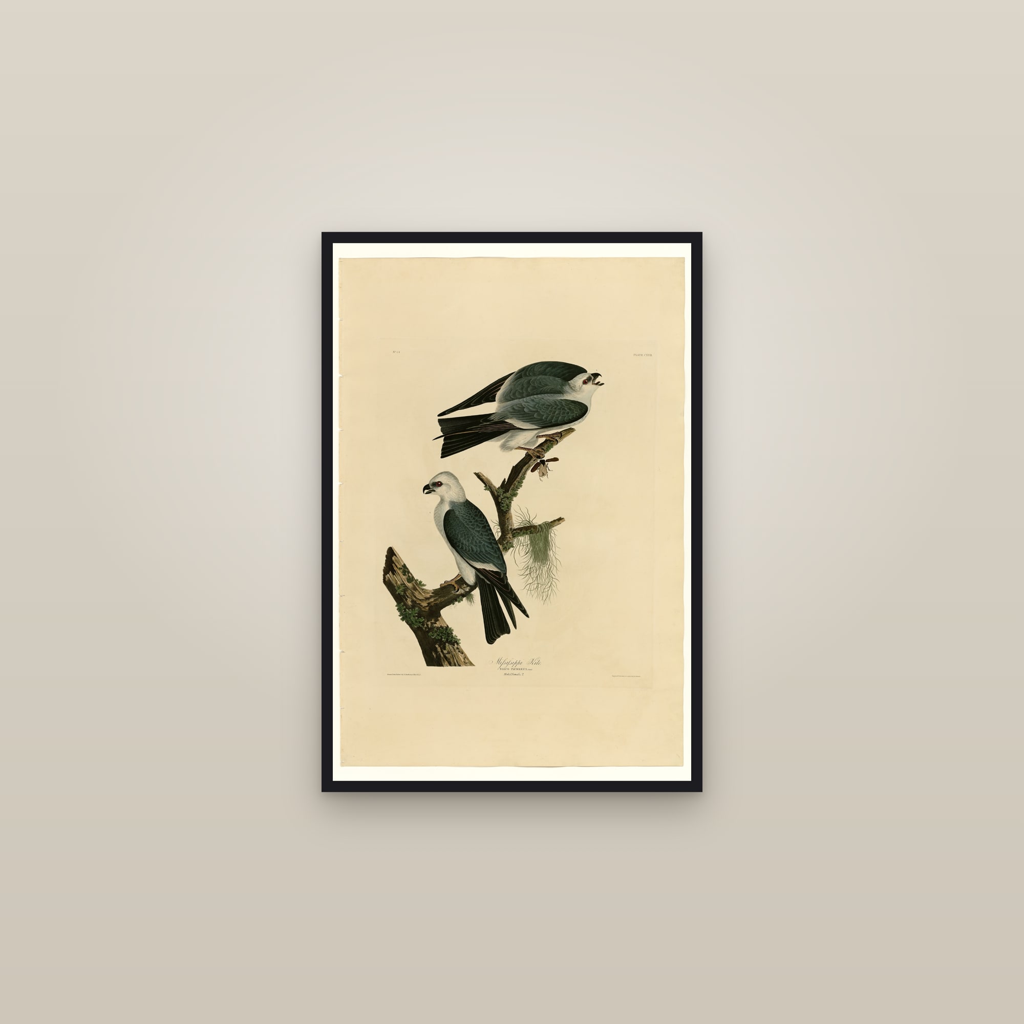 Mississippi Kite — framed in a gallery setting