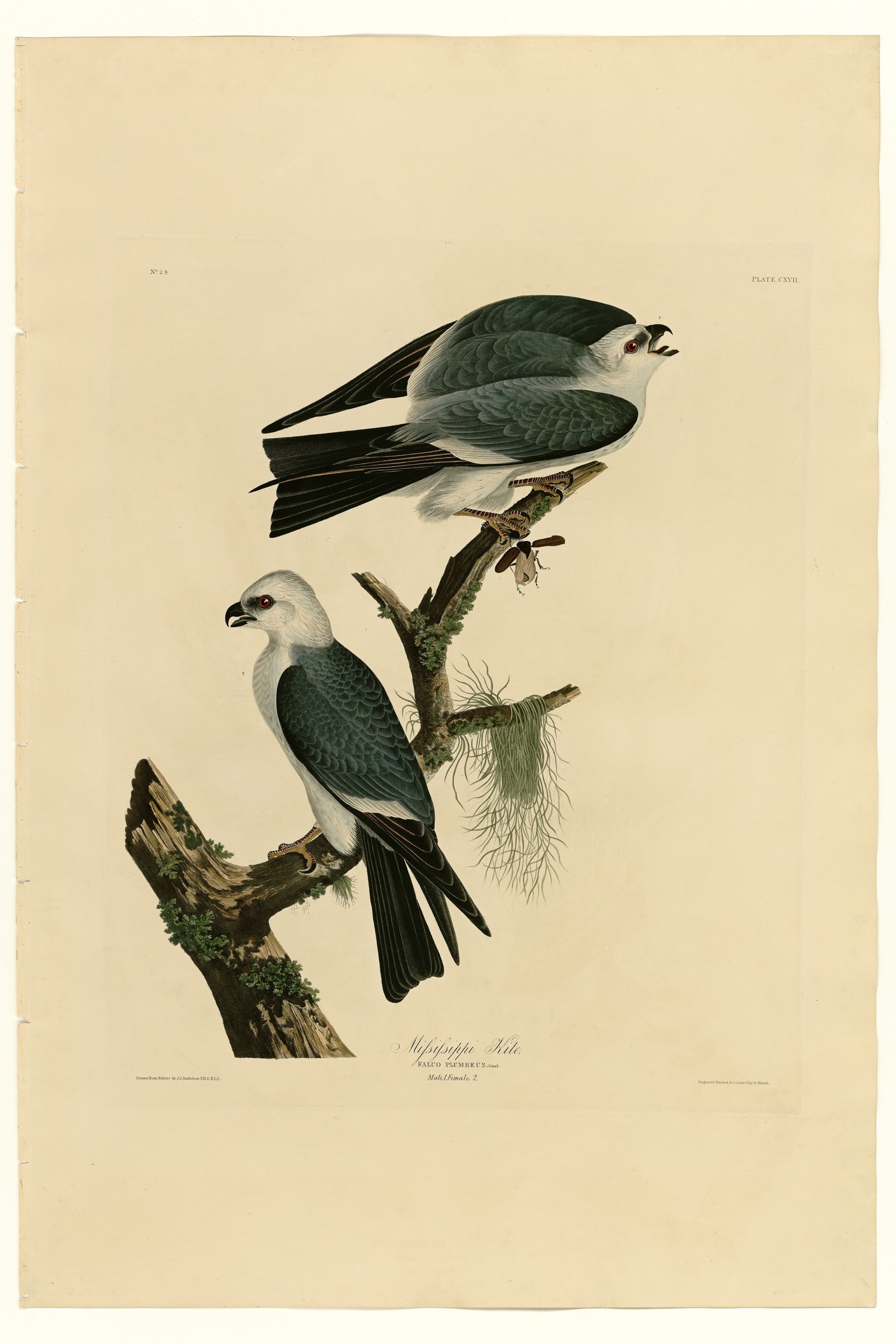 Mississippi Kite
