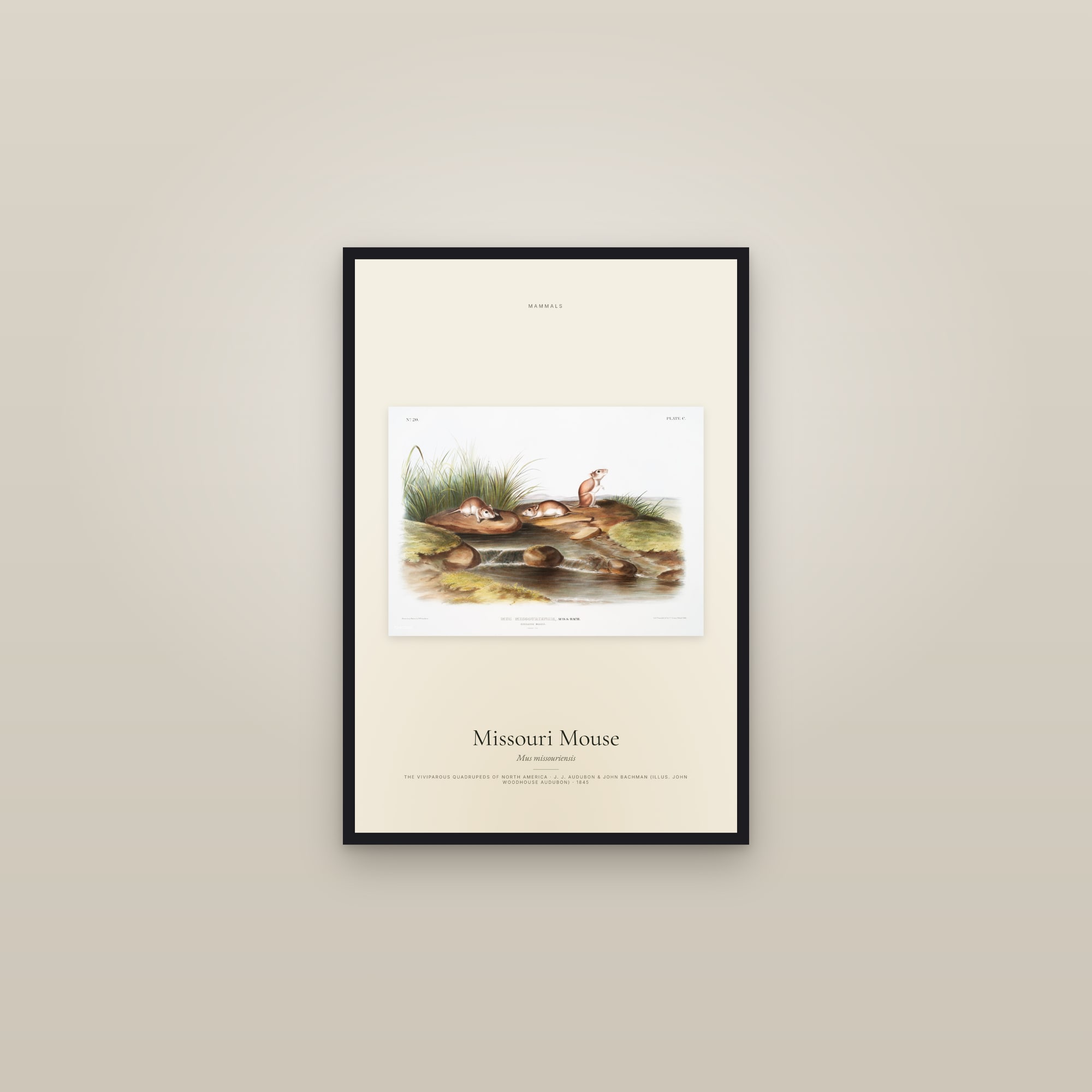Missouri Mouse — framed in a gallery setting