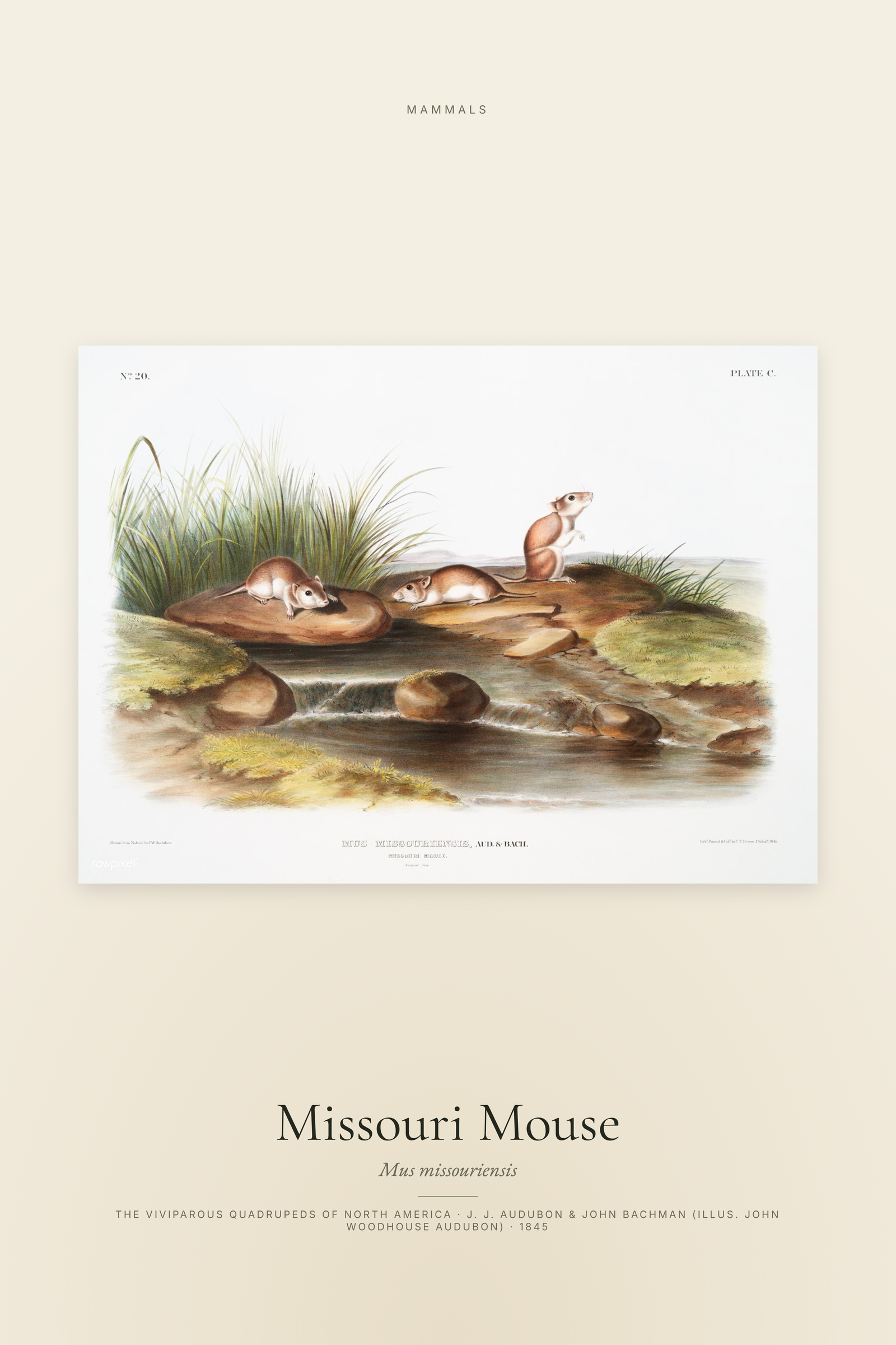 Missouri Mouse