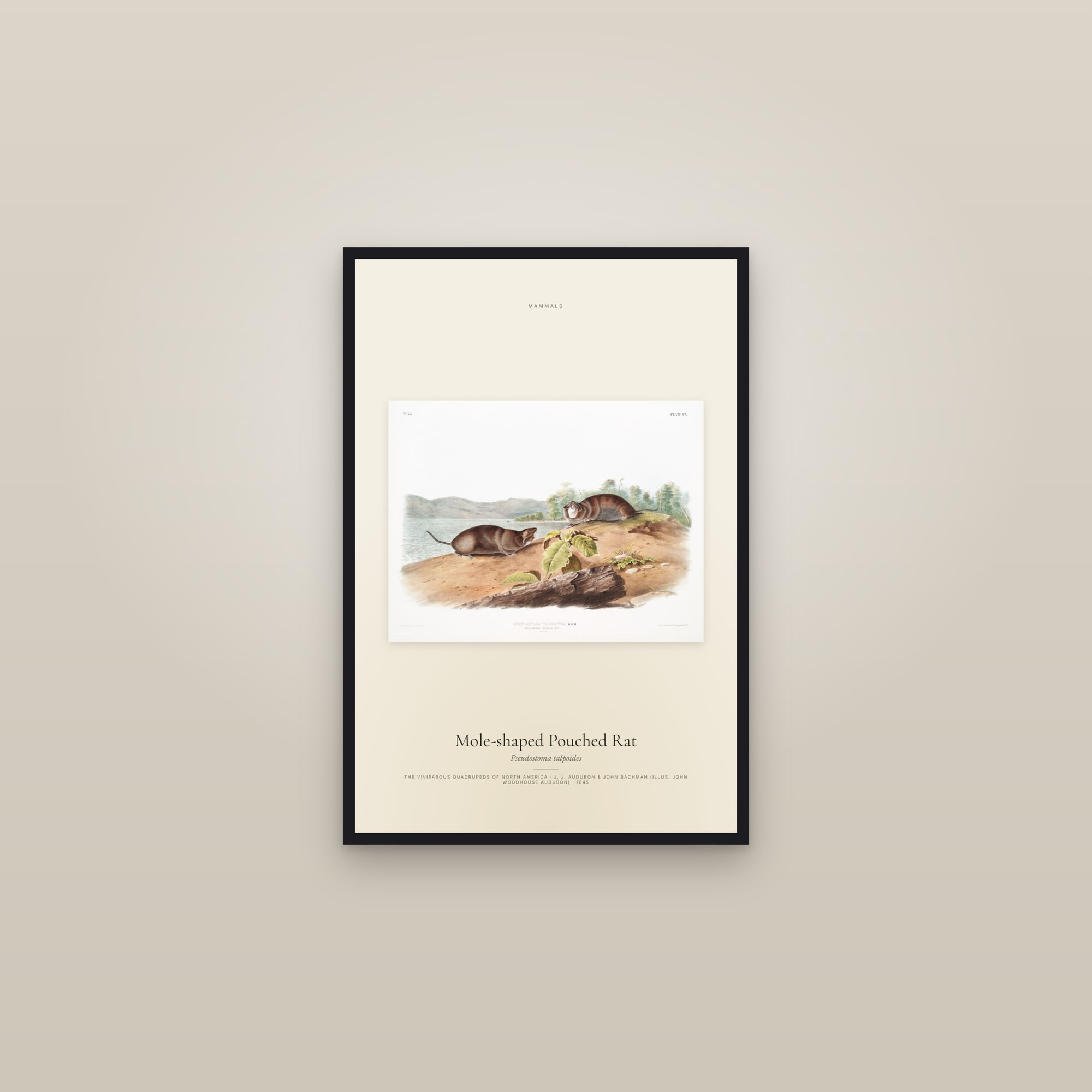 Mole-shaped Pouched Rat — framed in a gallery setting
