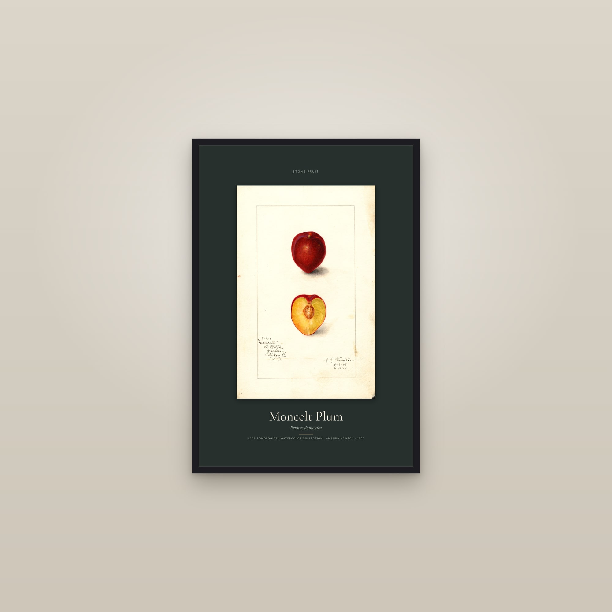 Moncelt Plum — Specimen — framed in a gallery setting