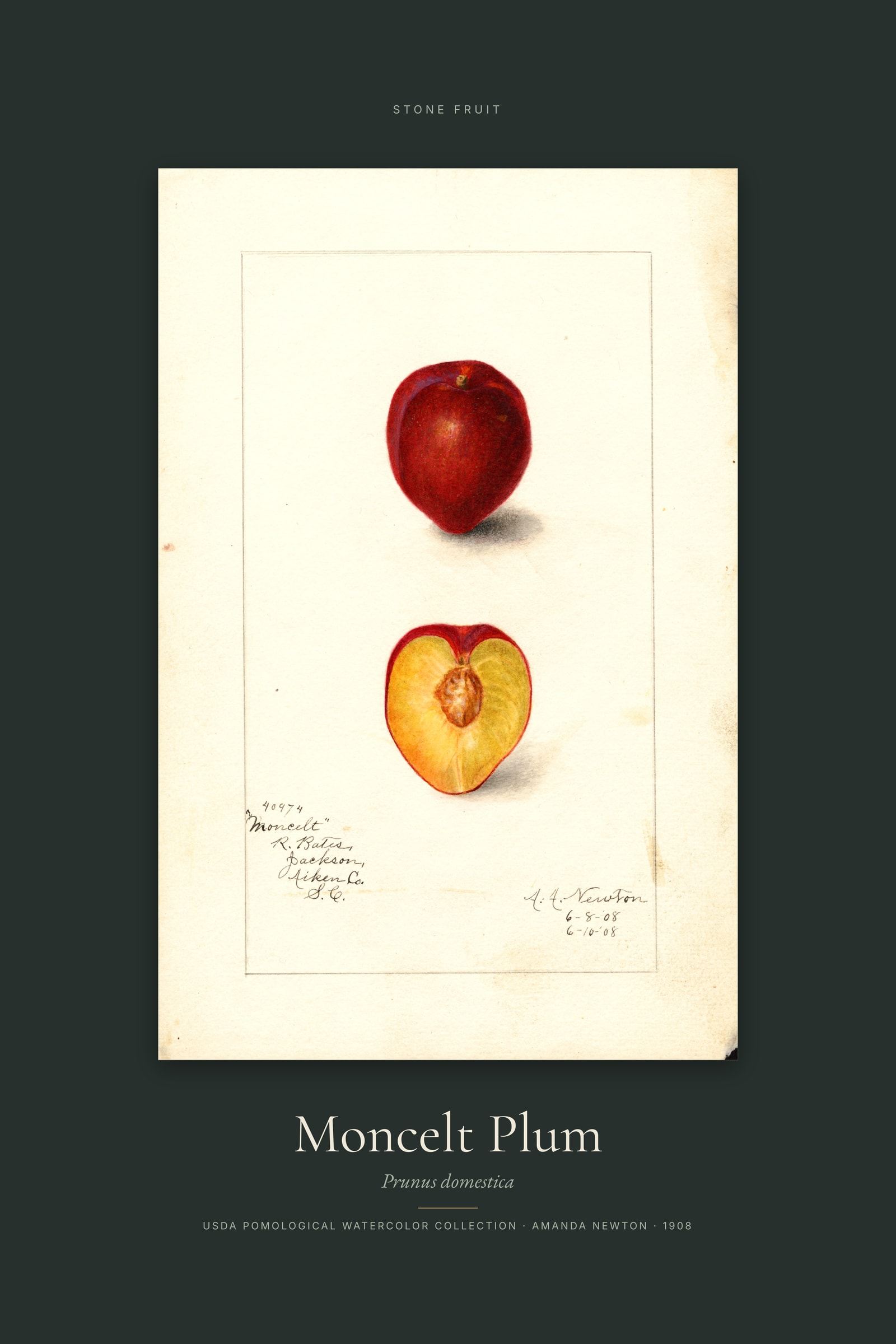 Moncelt Plum — Specimen