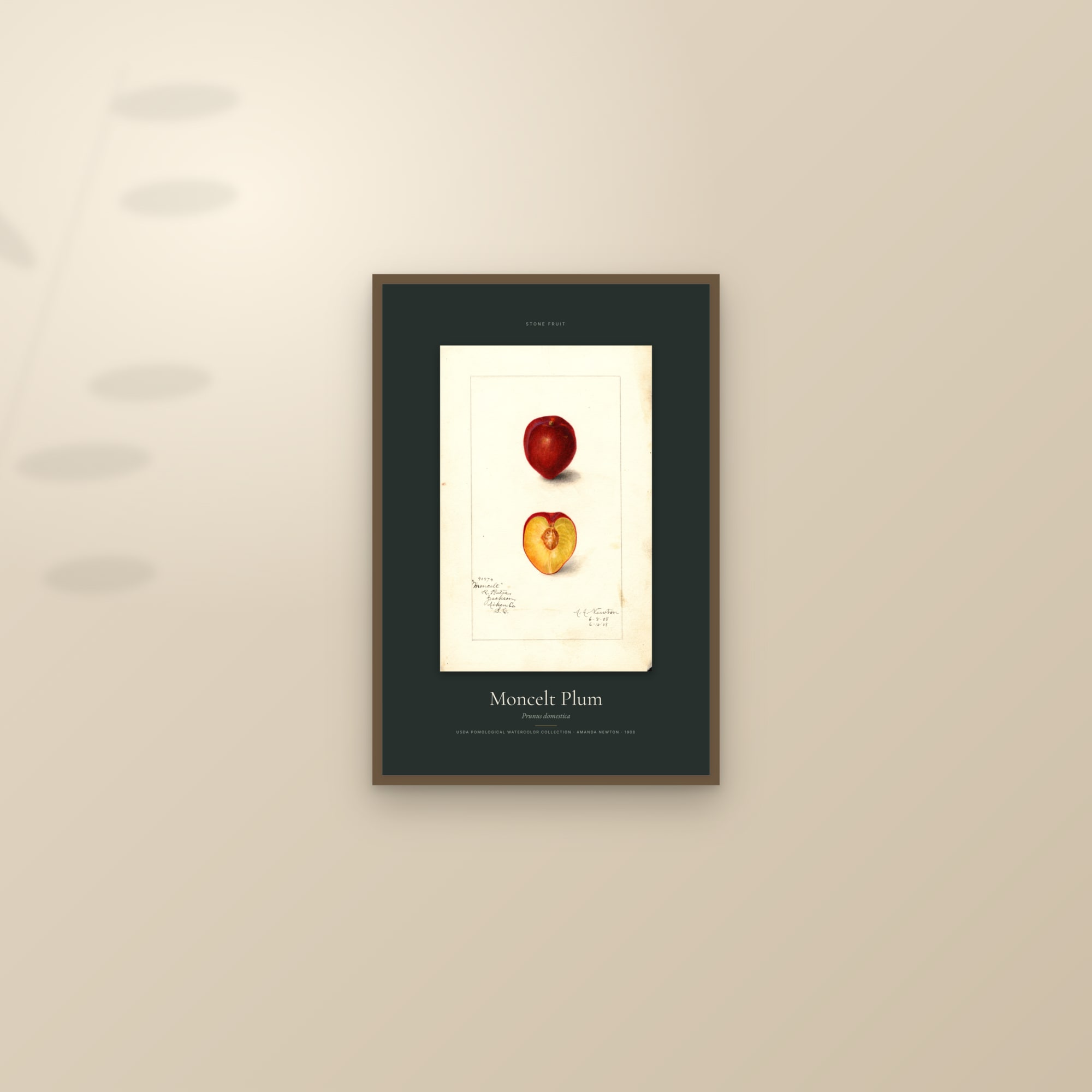 Moncelt Plum — Specimen — framed and styled on a sunlit wall
