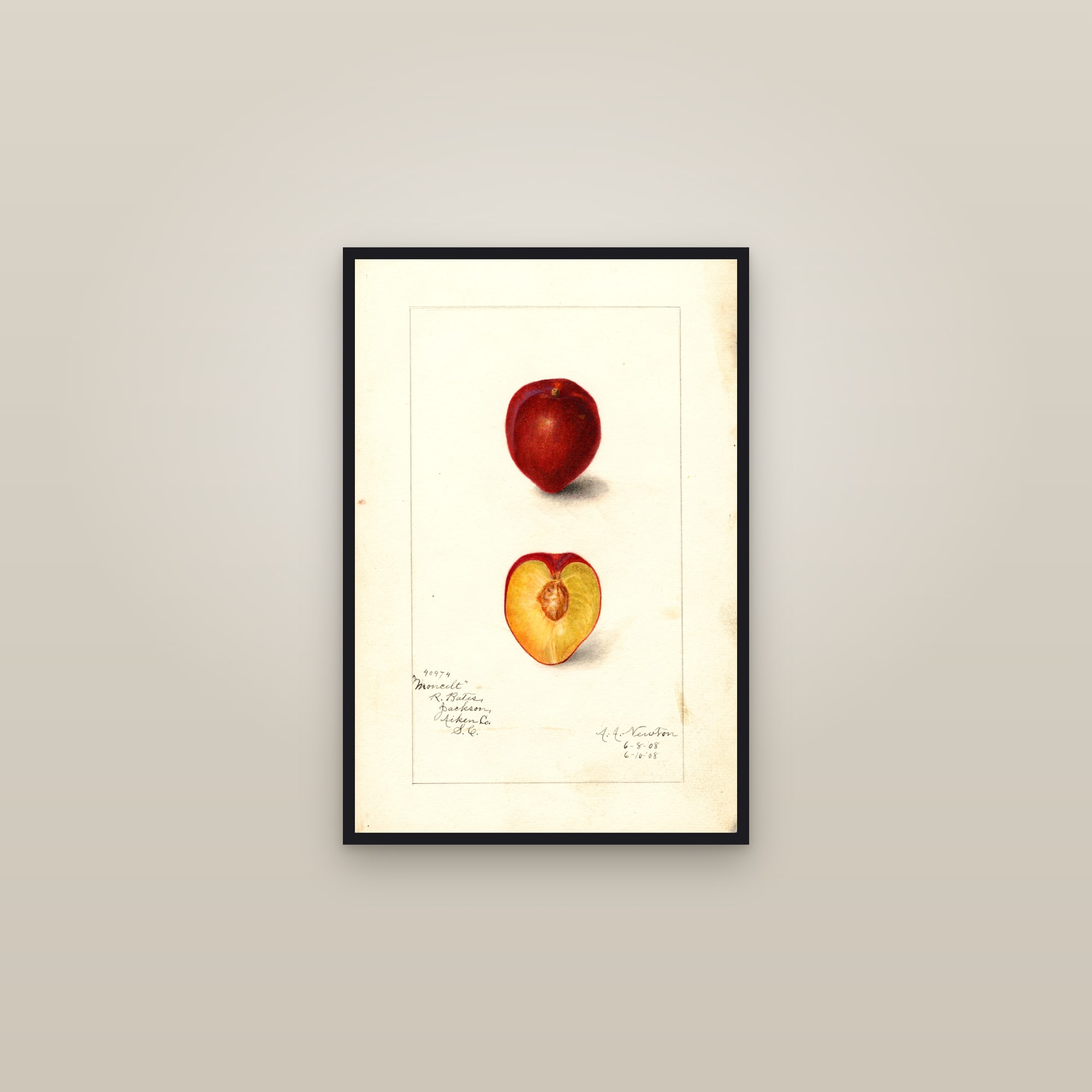 Moncelt Plum — framed in a gallery setting