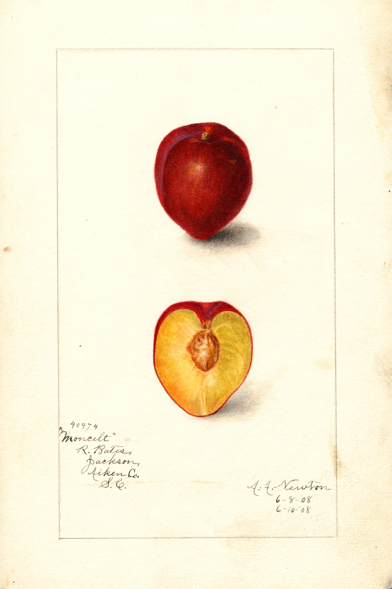 Moncelt Plum