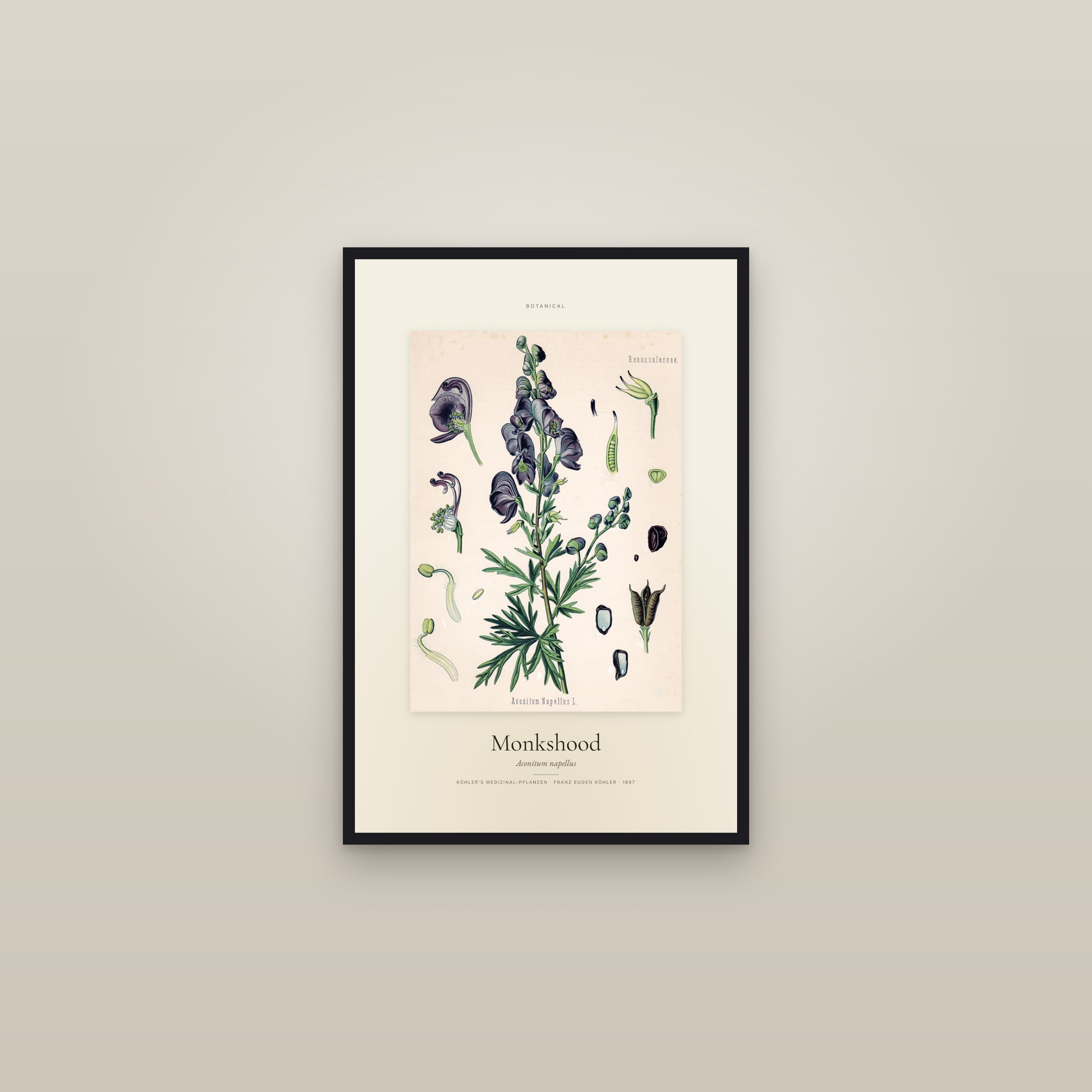 Monkshood — Specimen — framed in a gallery setting