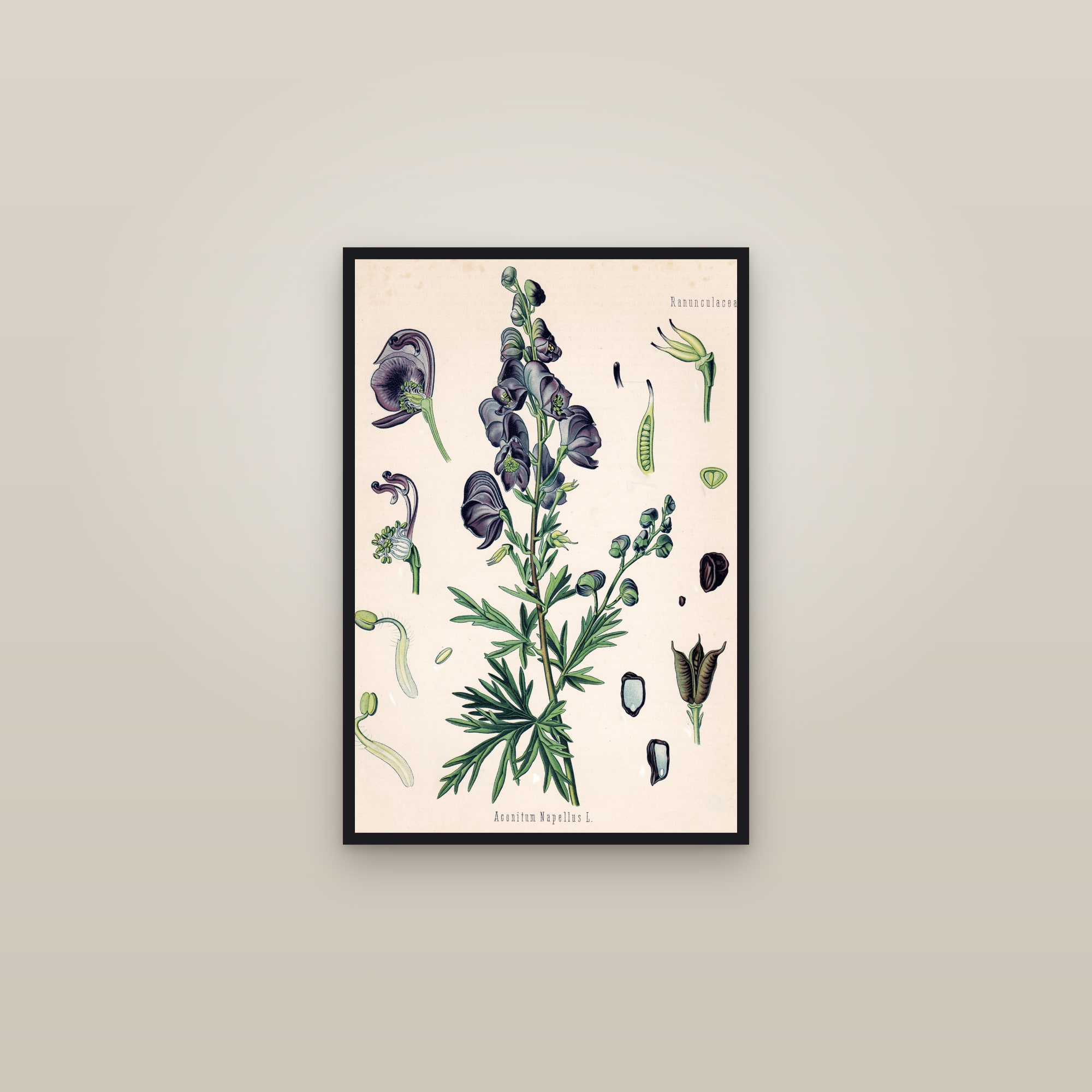 Monkshood — framed in a gallery setting