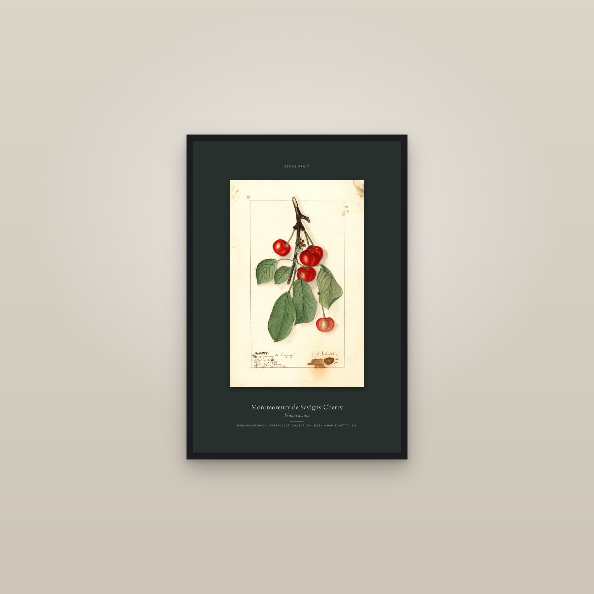 Montmorency de Savigny Cherry — Specimen — framed in a gallery setting
