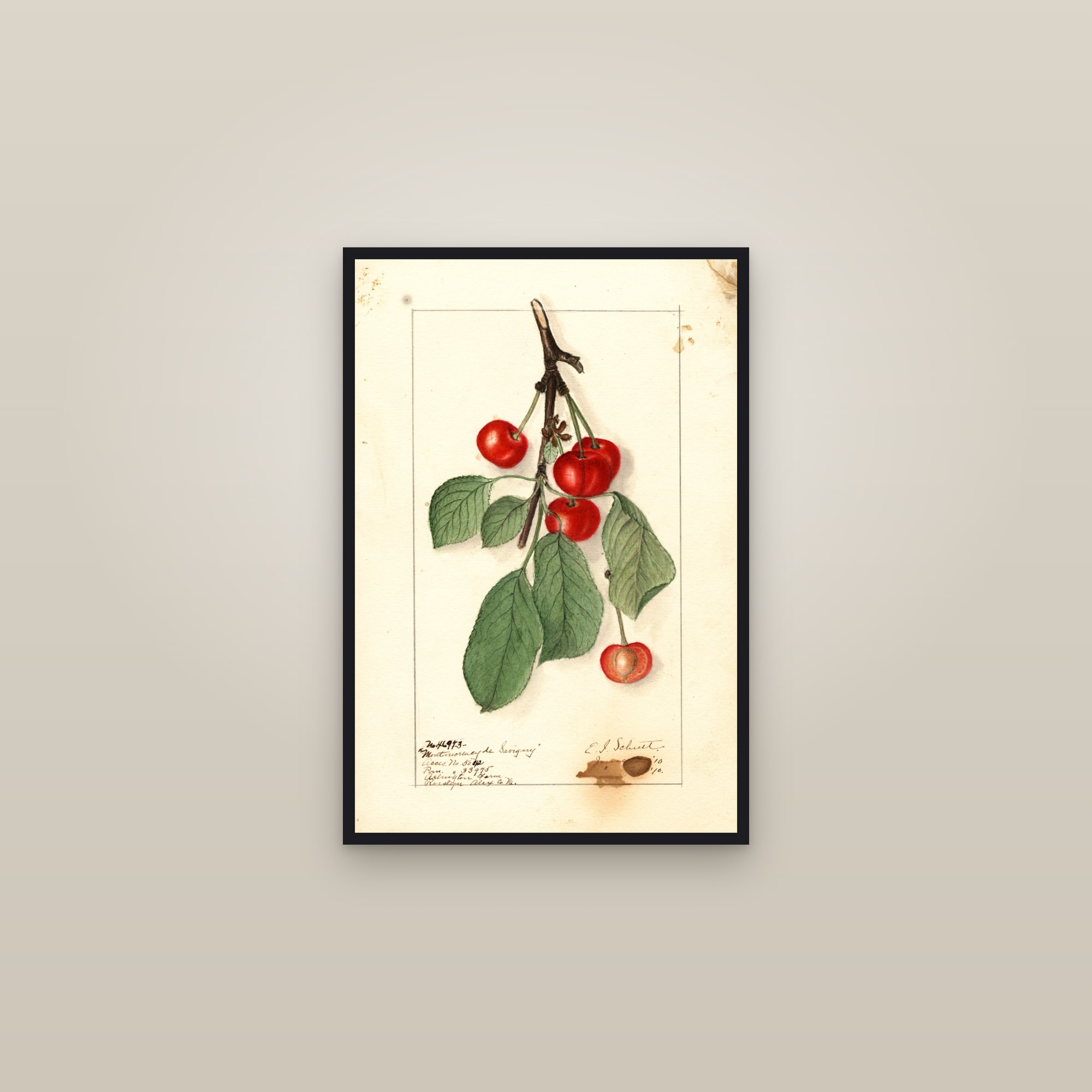 Montmorency de Savigny Cherry — framed in a gallery setting