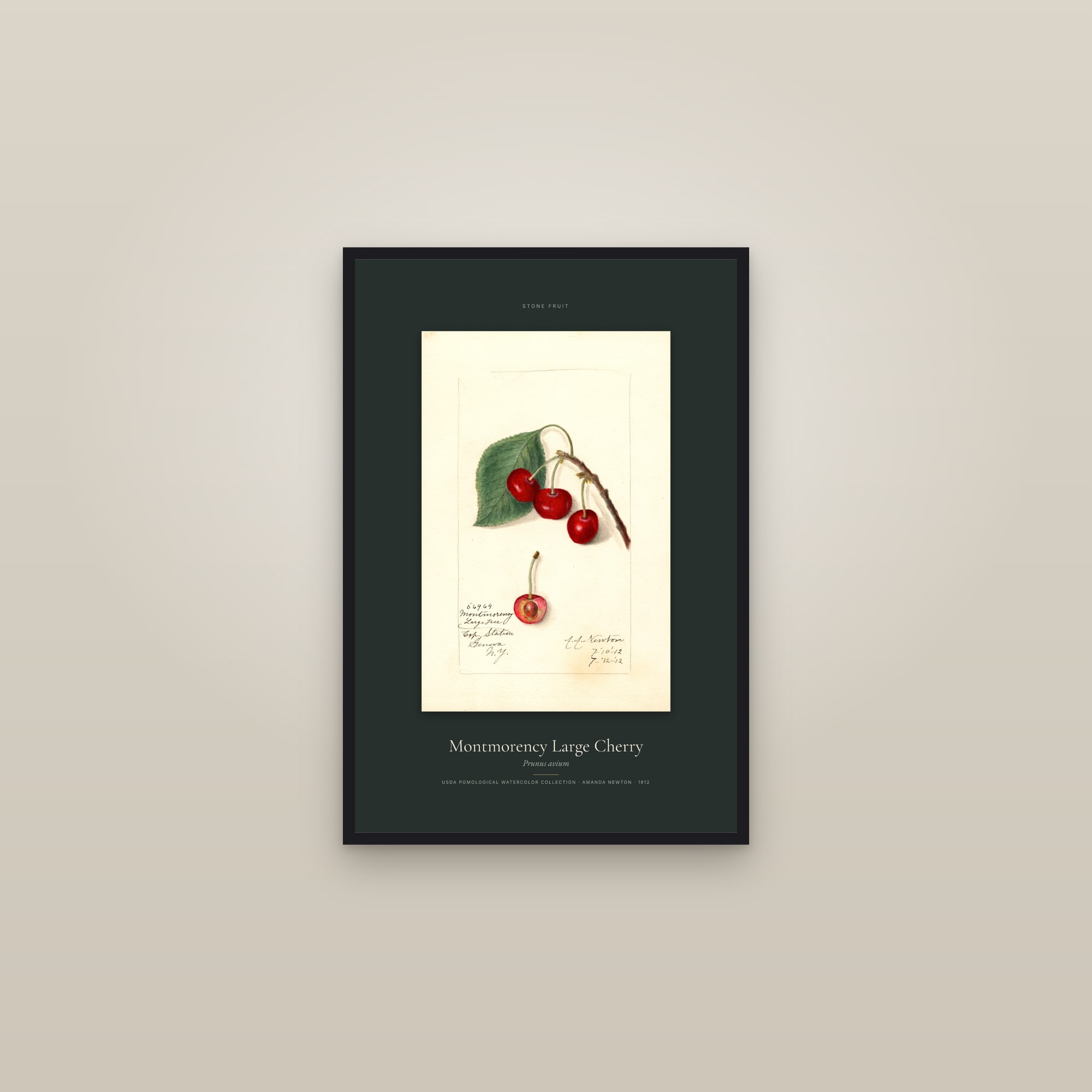 Montmorency Large Cherry — Specimen — framed in a gallery setting