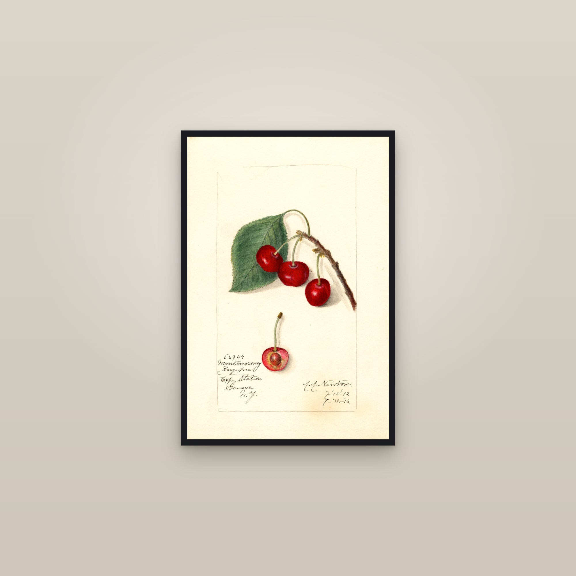 Montmorency Large Cherry — framed in a gallery setting