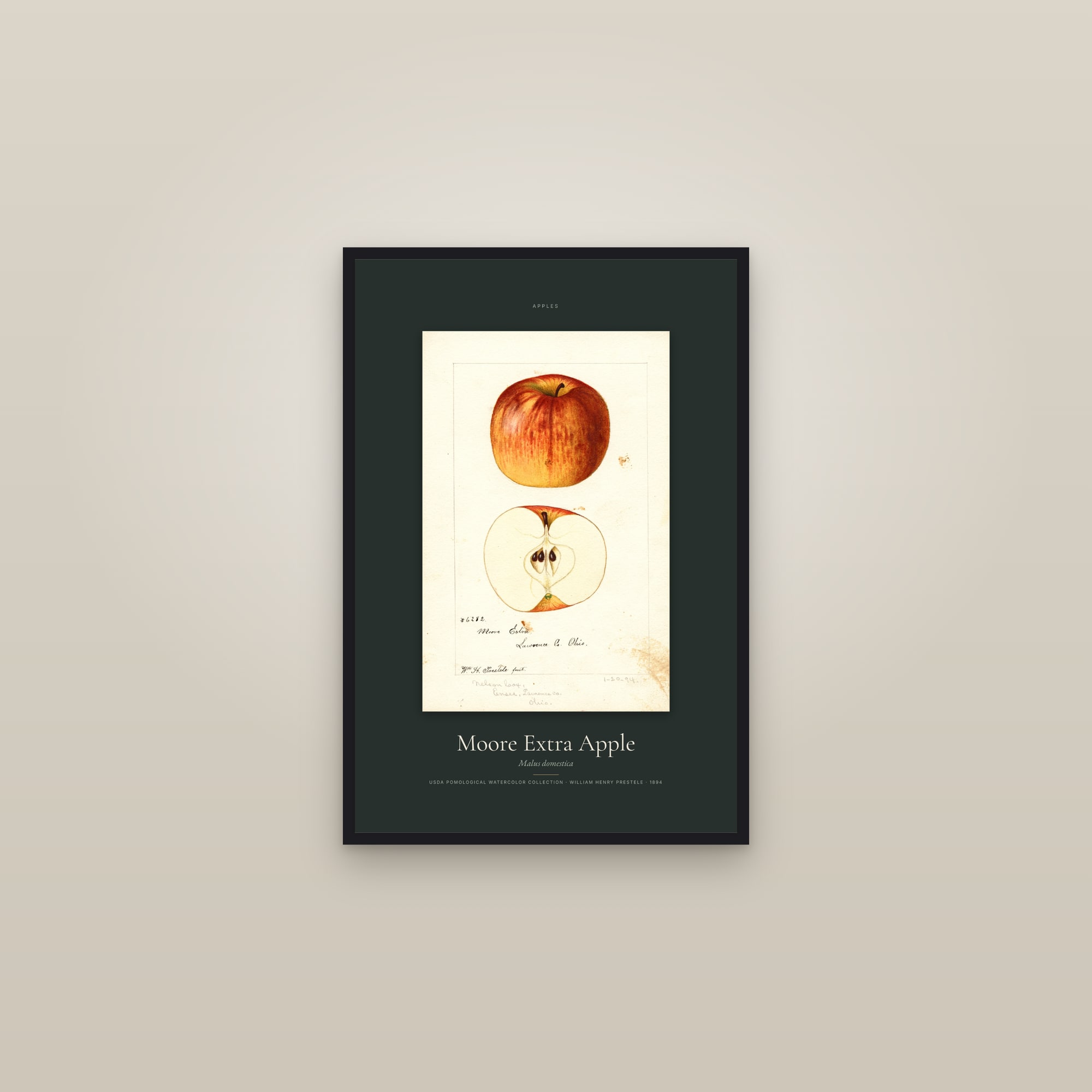 Moore Extra Apple — Specimen — framed in a gallery setting