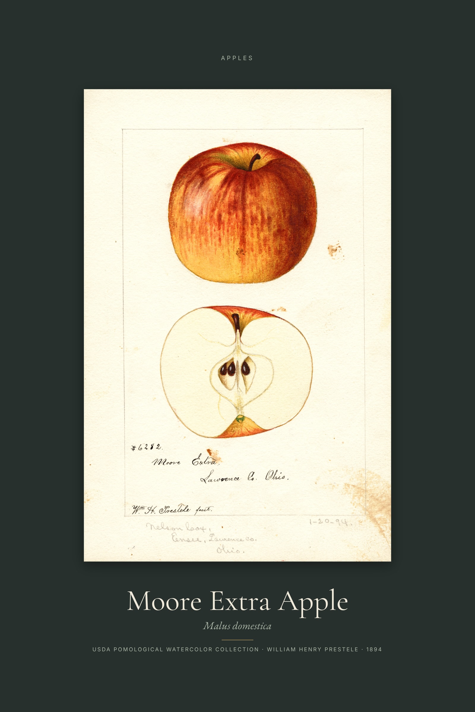 Moore Extra Apple — Specimen