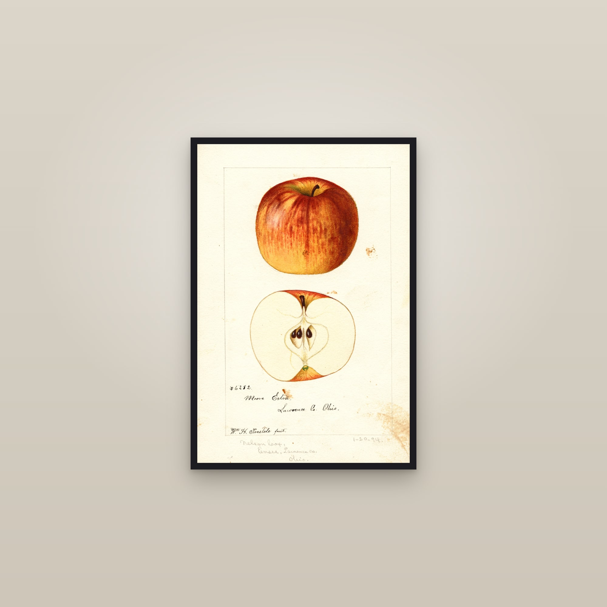 Moore Extra Apple — framed in a gallery setting