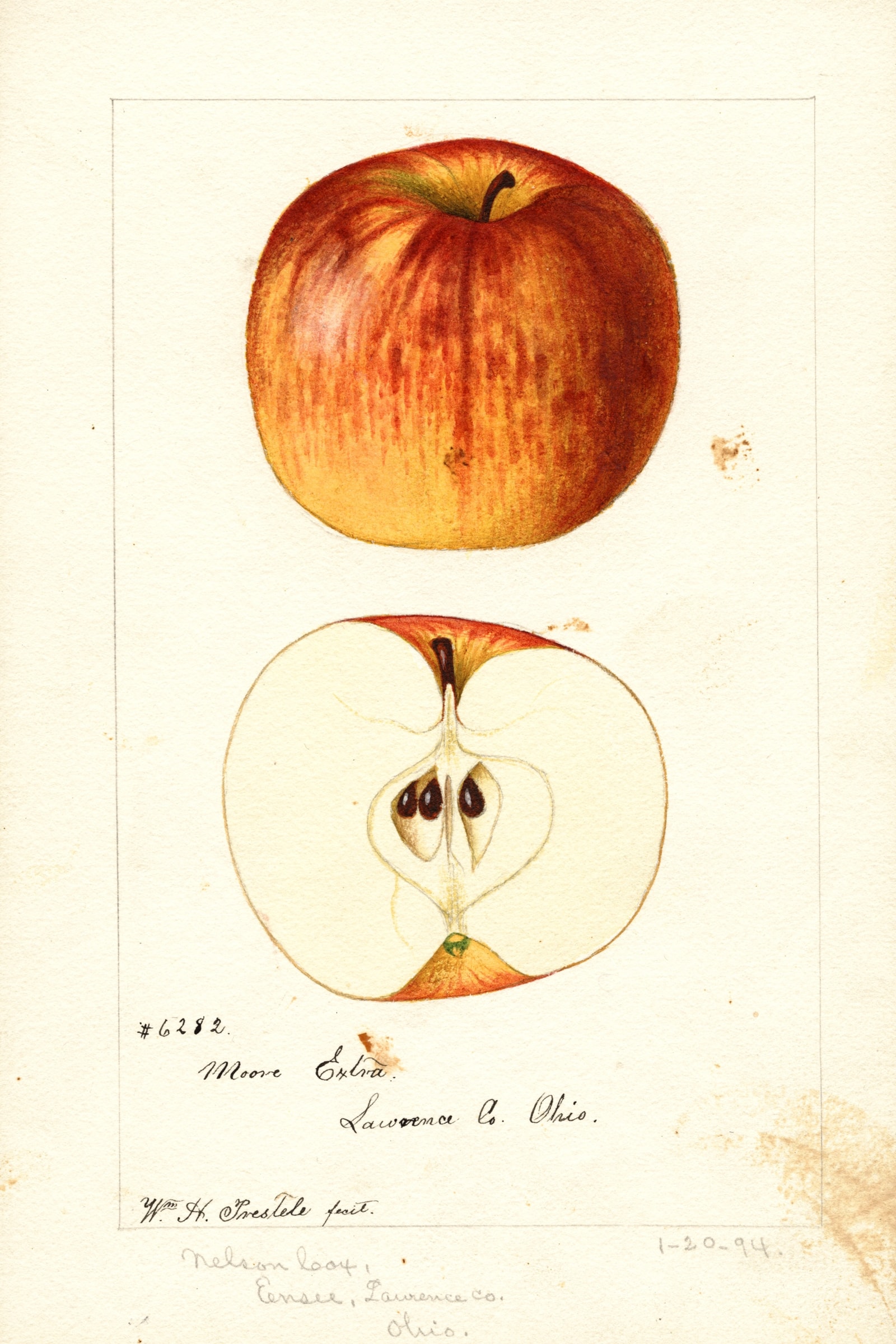 Moore Extra Apple
