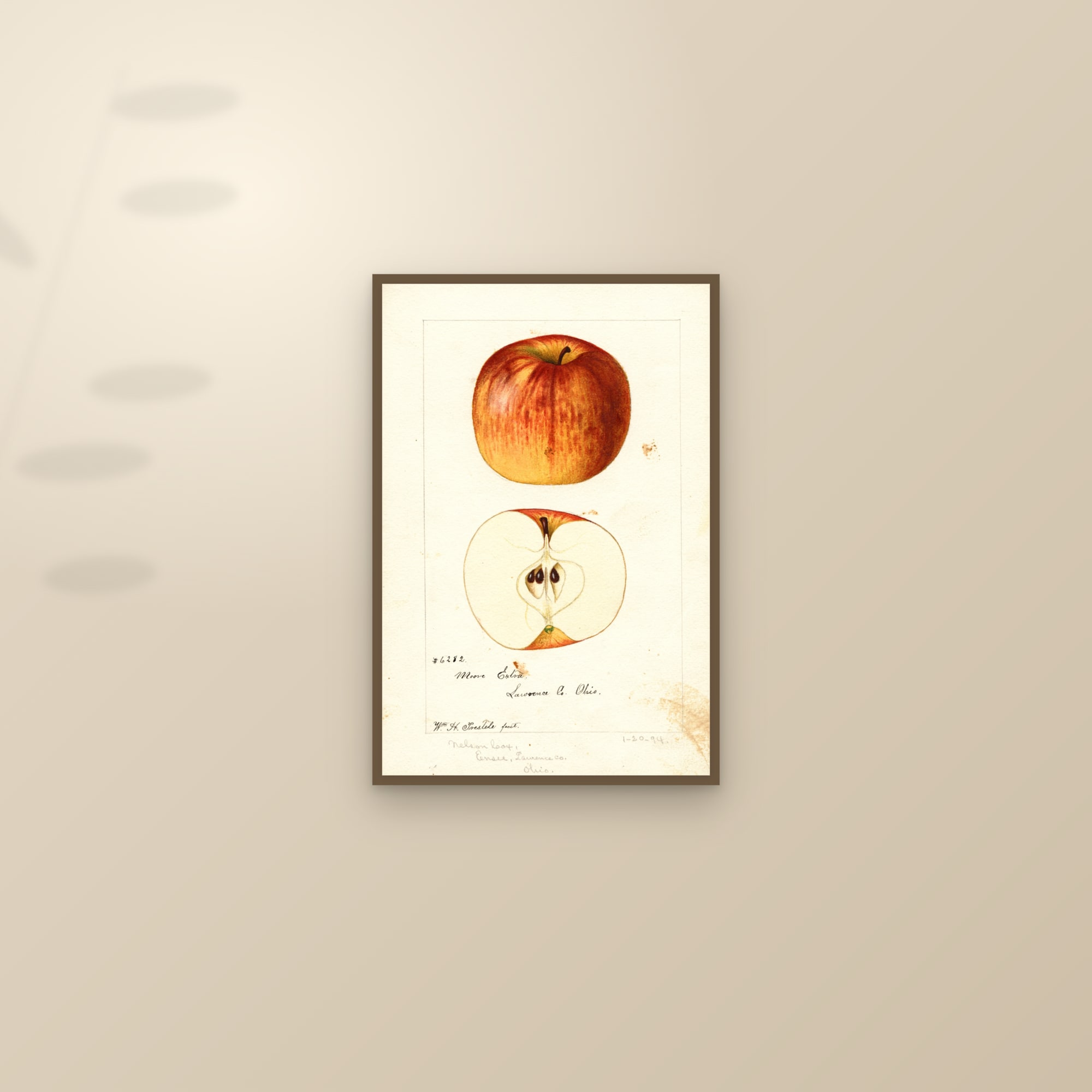 Moore Extra Apple — framed and styled on a sunlit wall