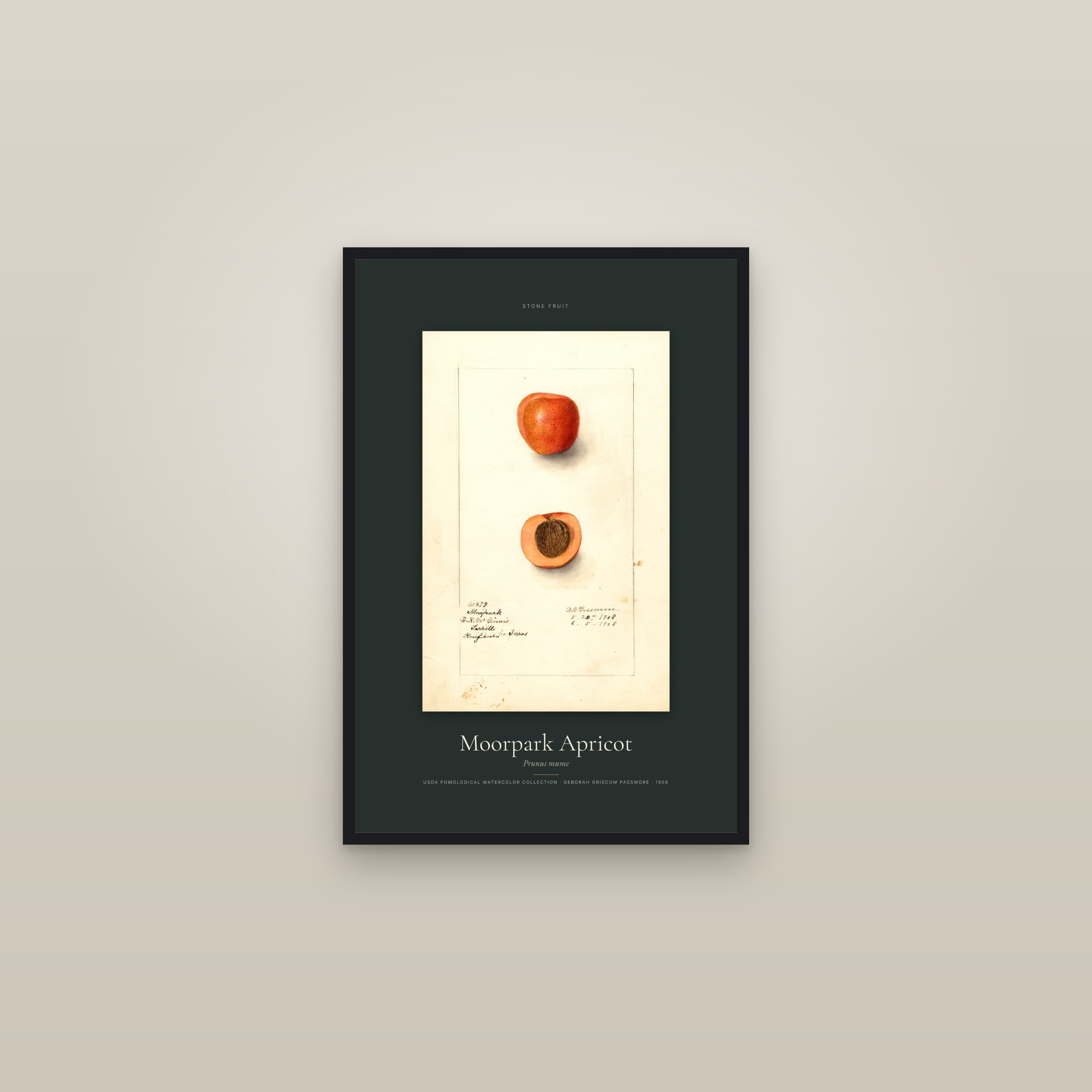 Moorpark Apricot — Specimen — framed in a gallery setting