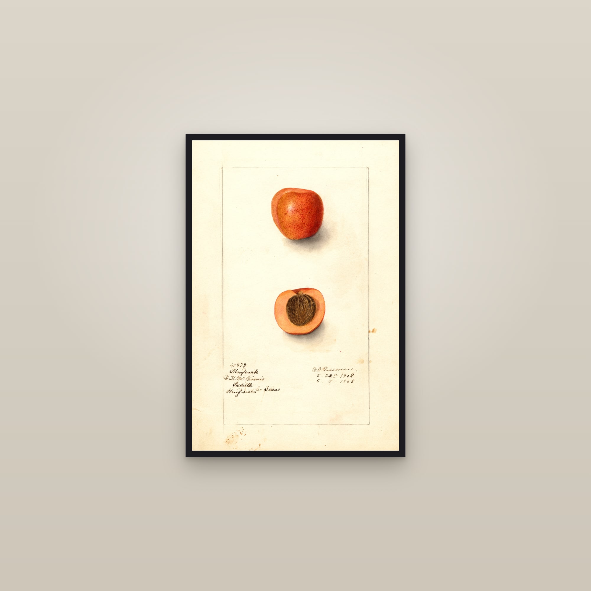Moorpark Apricot — framed in a gallery setting