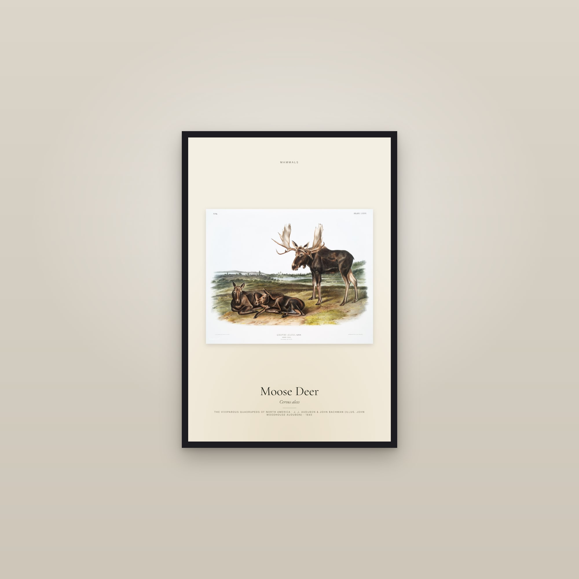 Moose Deer — framed in a gallery setting