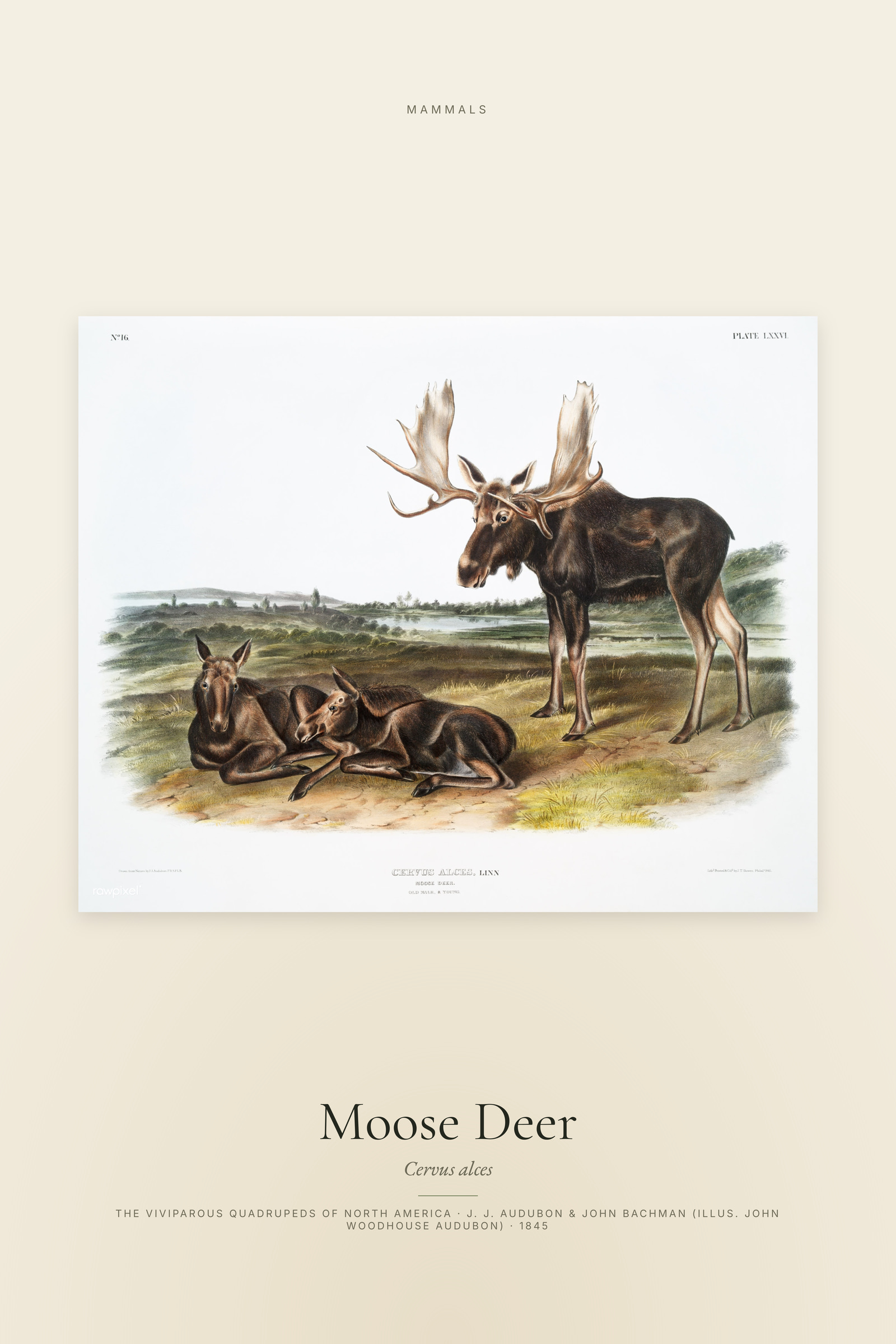 Moose Deer