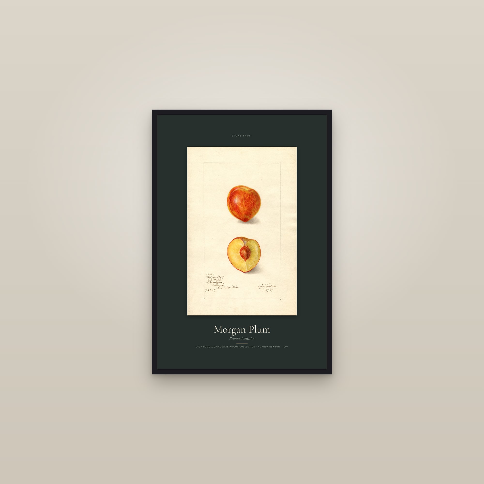 Morgan Plum — Specimen — framed in a gallery setting