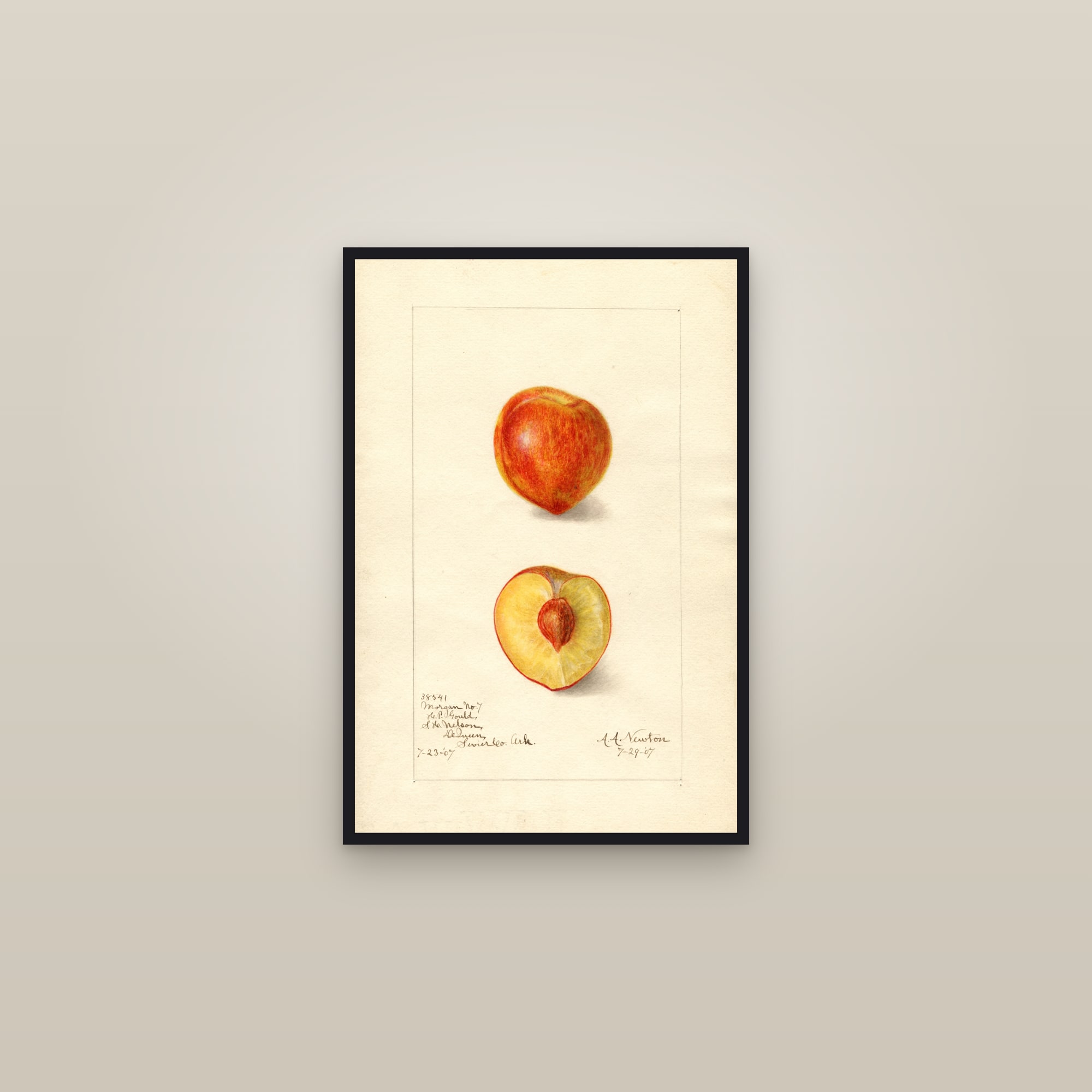 Morgan Plum — framed in a gallery setting