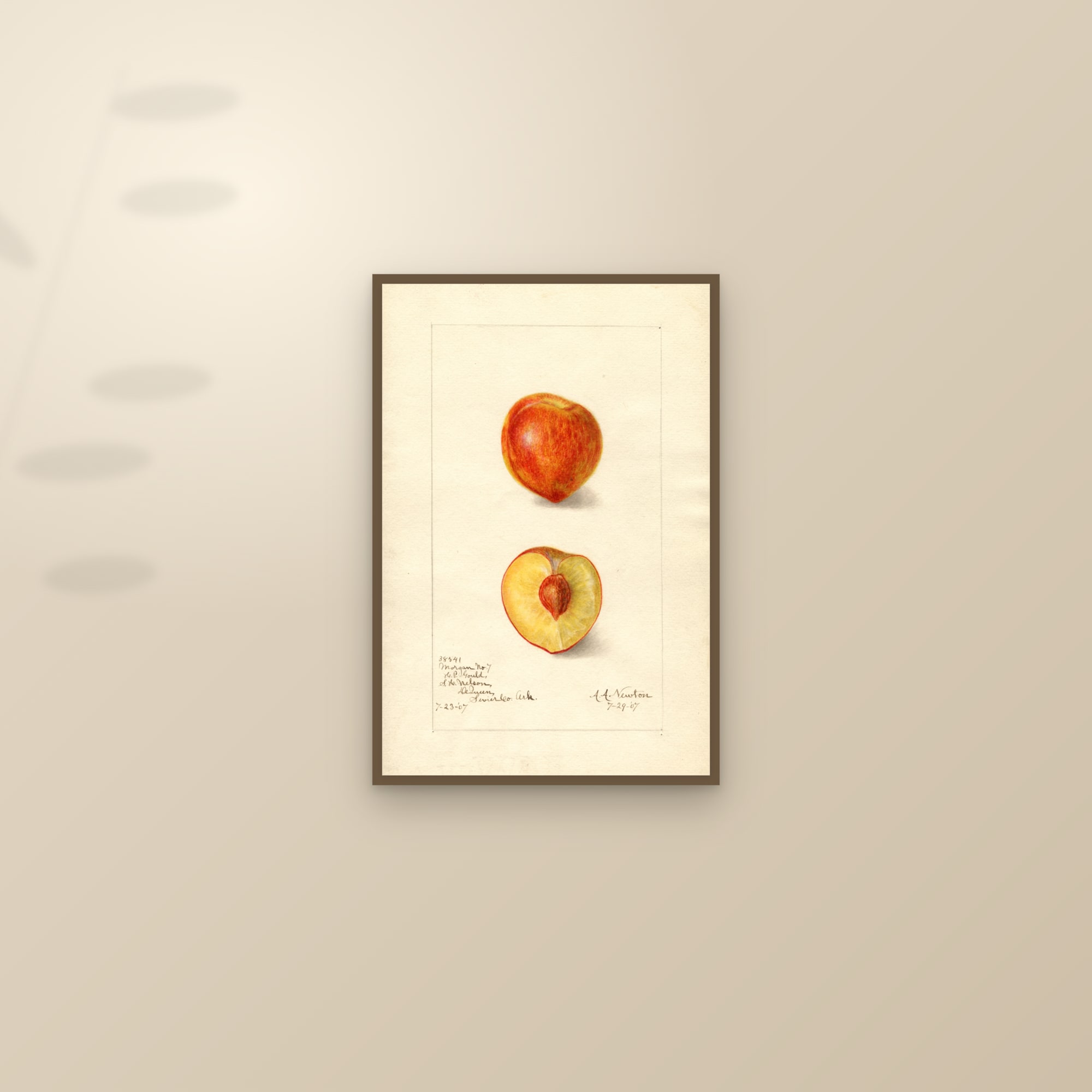 Morgan Plum — framed and styled on a sunlit wall
