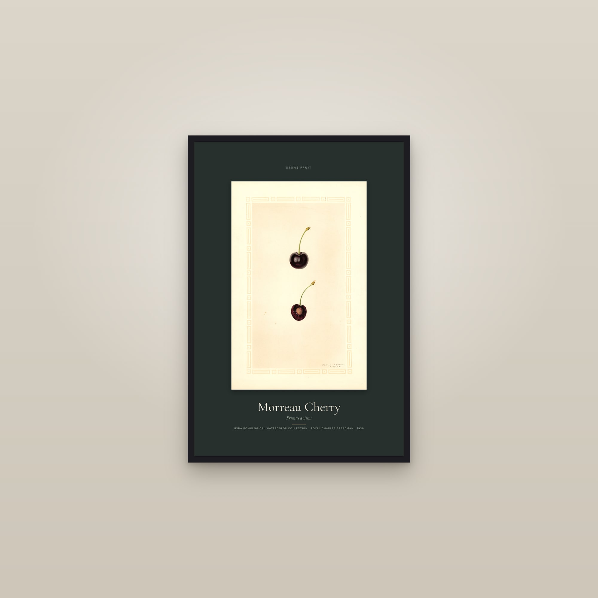 Morreau Cherry — Specimen — framed in a gallery setting