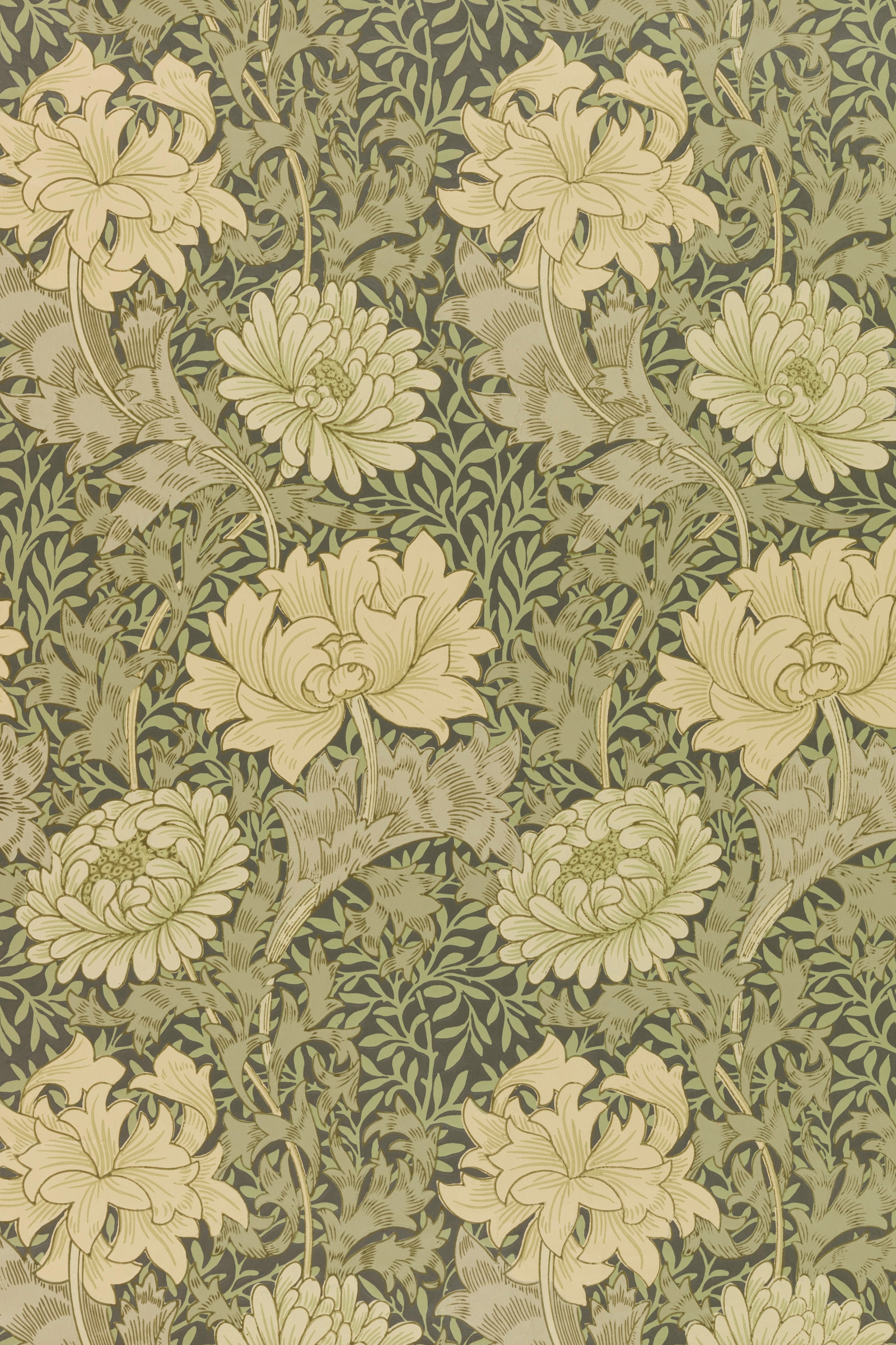 Chrysanthemum
