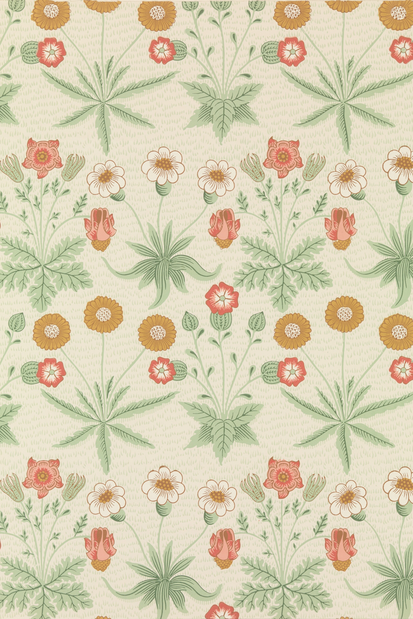 Daisy (Cream)