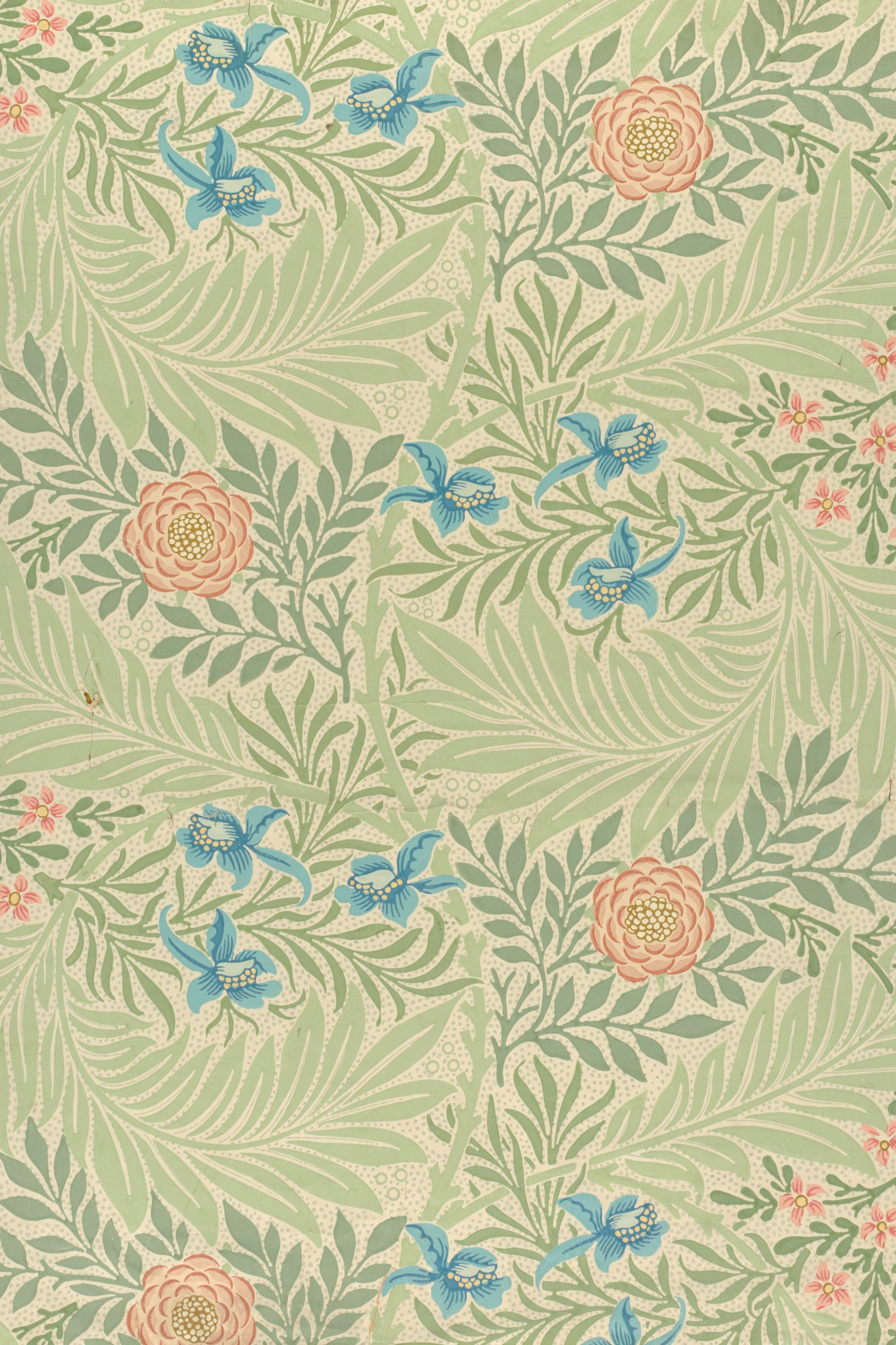 Larkspur