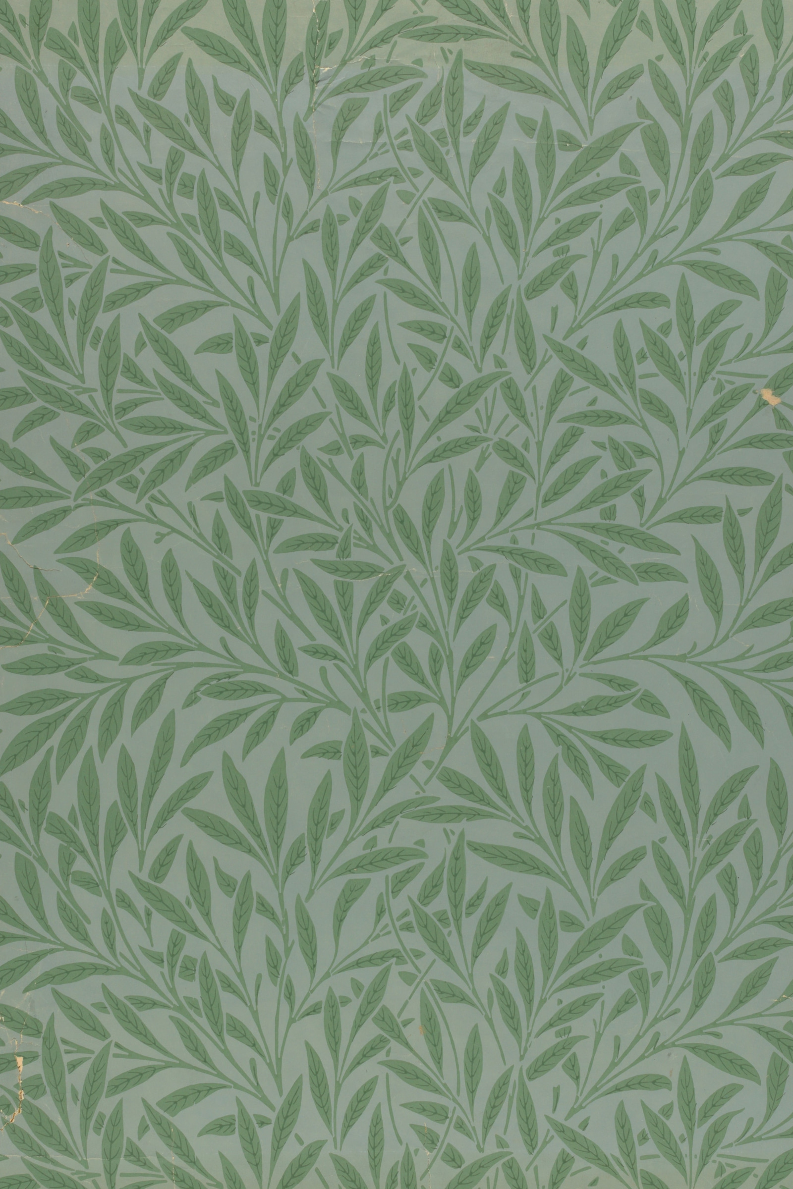 Willow (Sage)