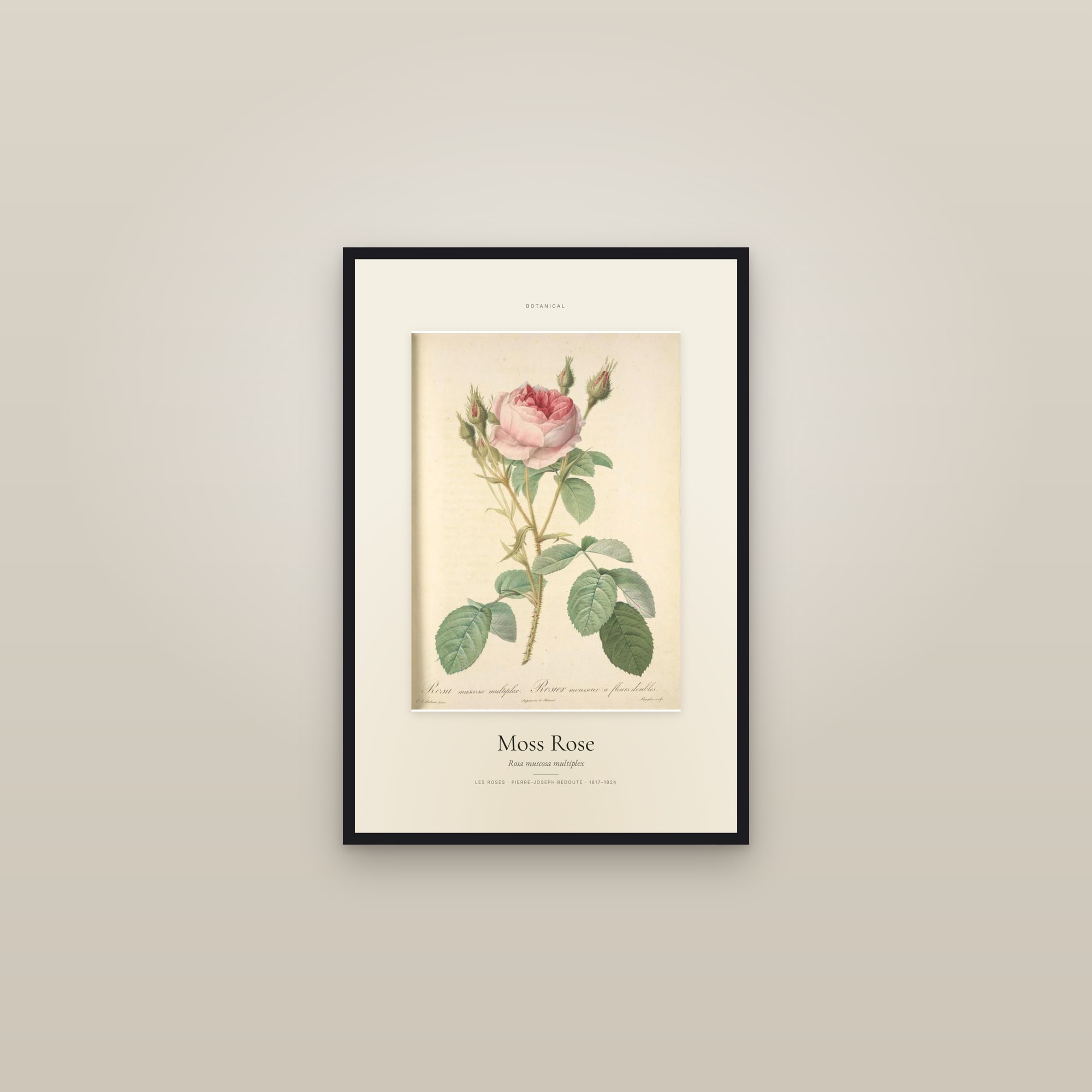 Moss Rose — Specimen — framed in a gallery setting