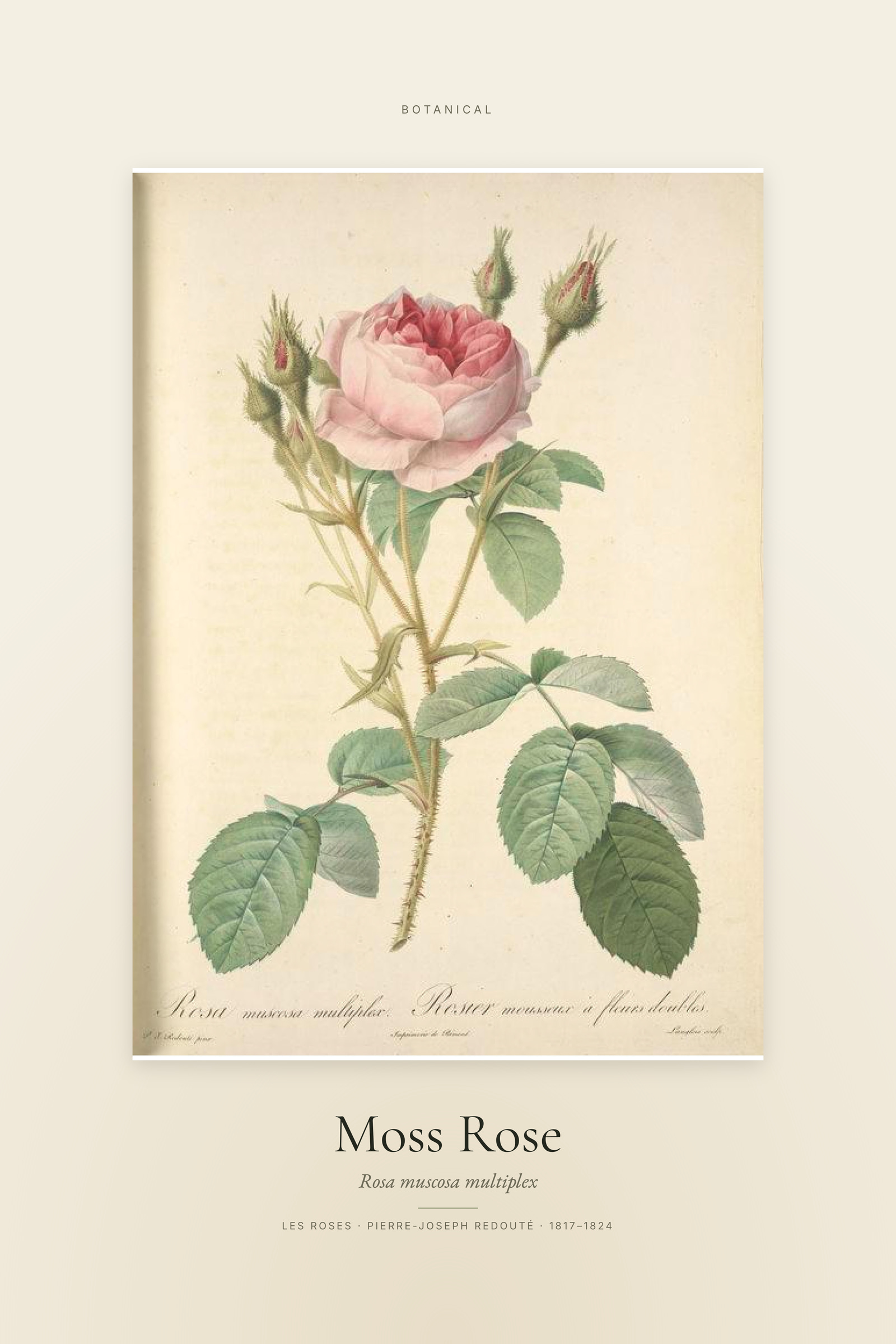 Moss Rose — Specimen