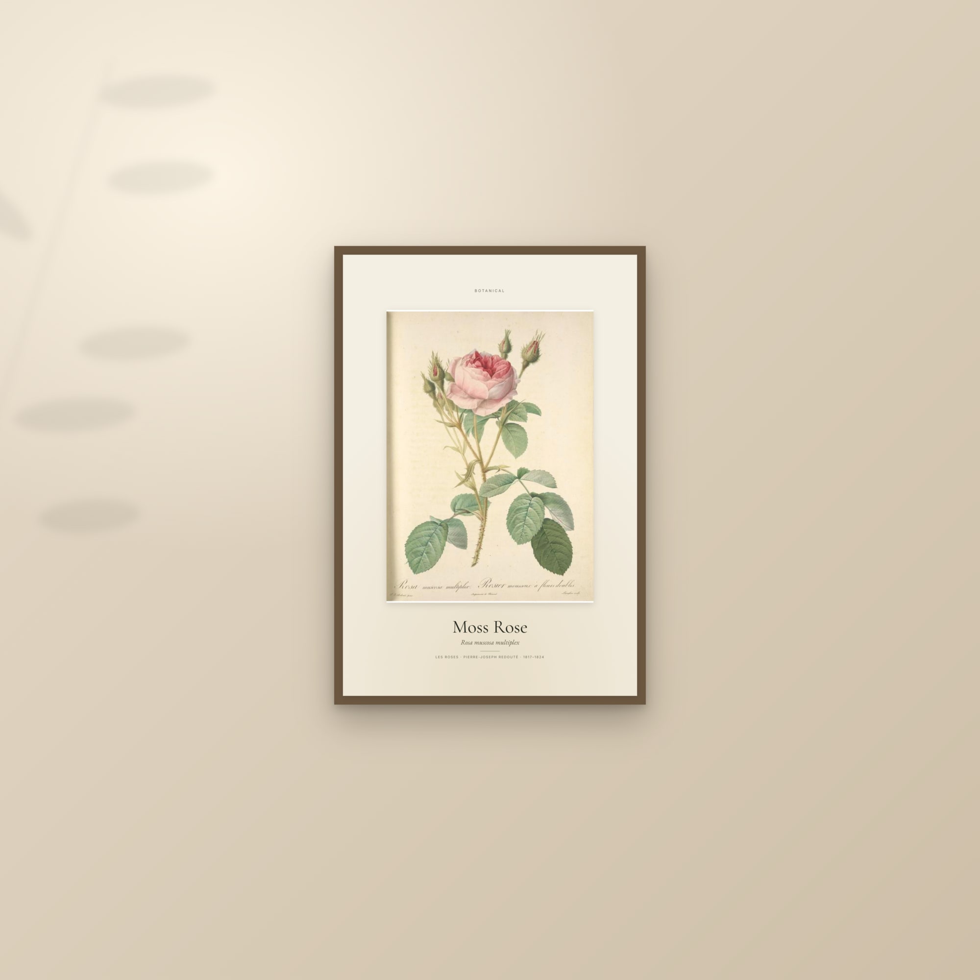 Moss Rose — Specimen — framed and styled on a sunlit wall