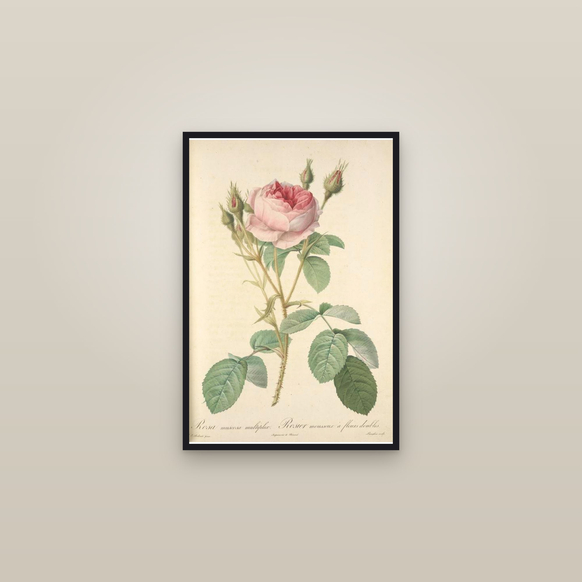 Moss Rose — framed in a gallery setting