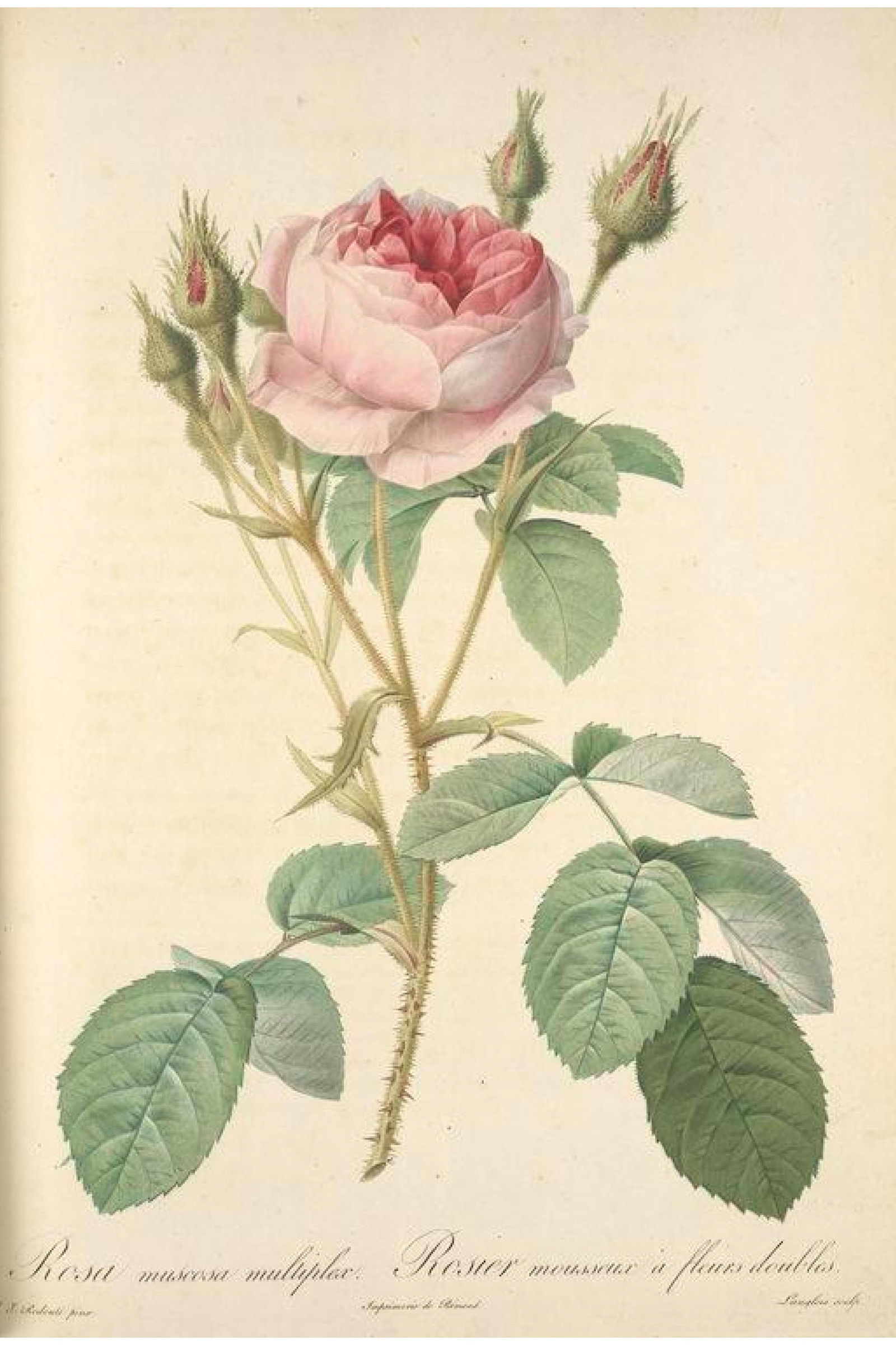 Moss Rose