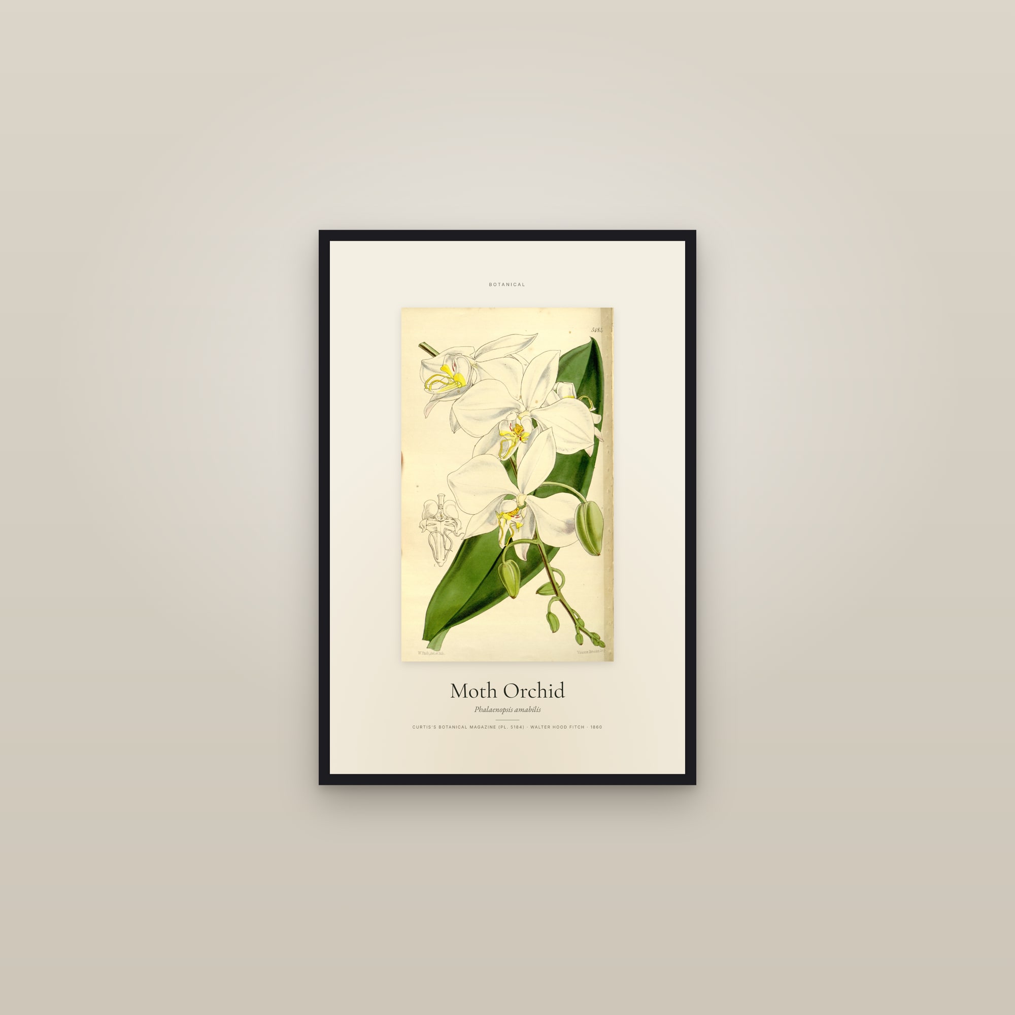 Moth Orchid — Specimen — framed in a gallery setting