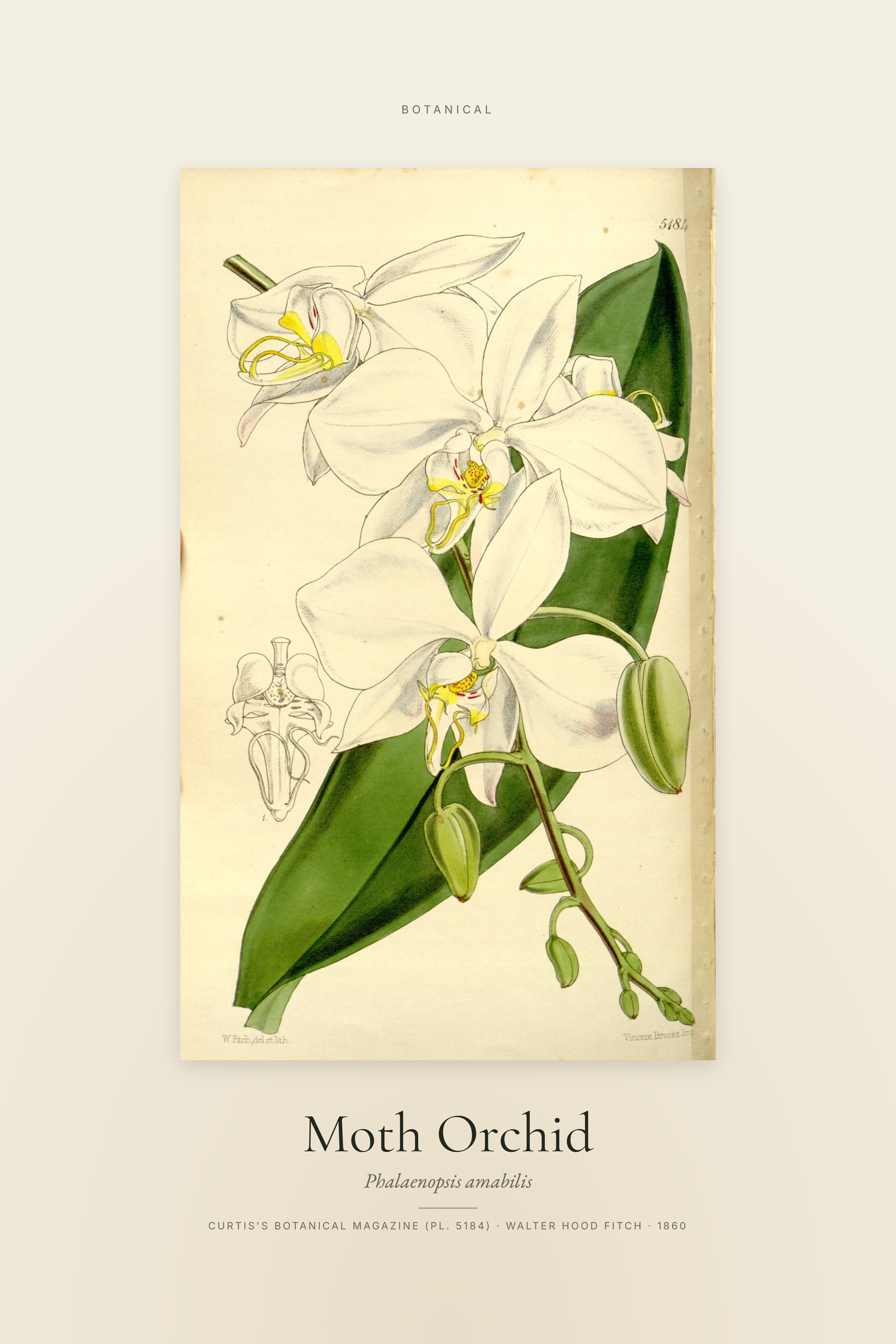 Moth Orchid — Specimen