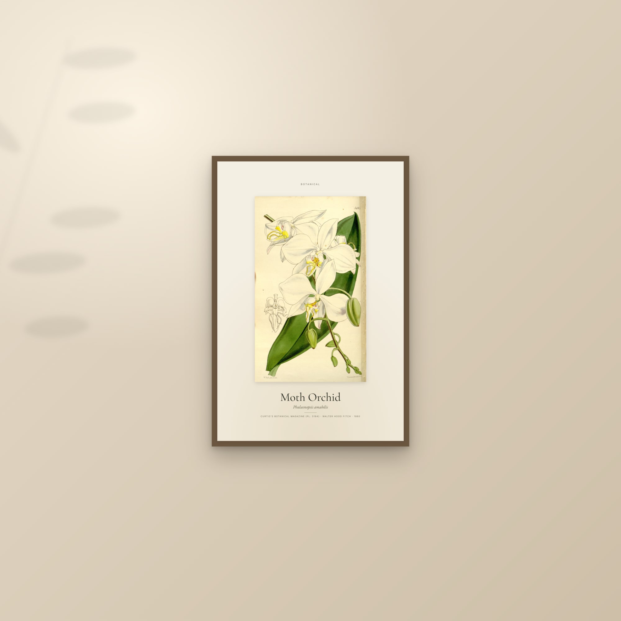 Moth Orchid — Specimen — framed and styled on a sunlit wall