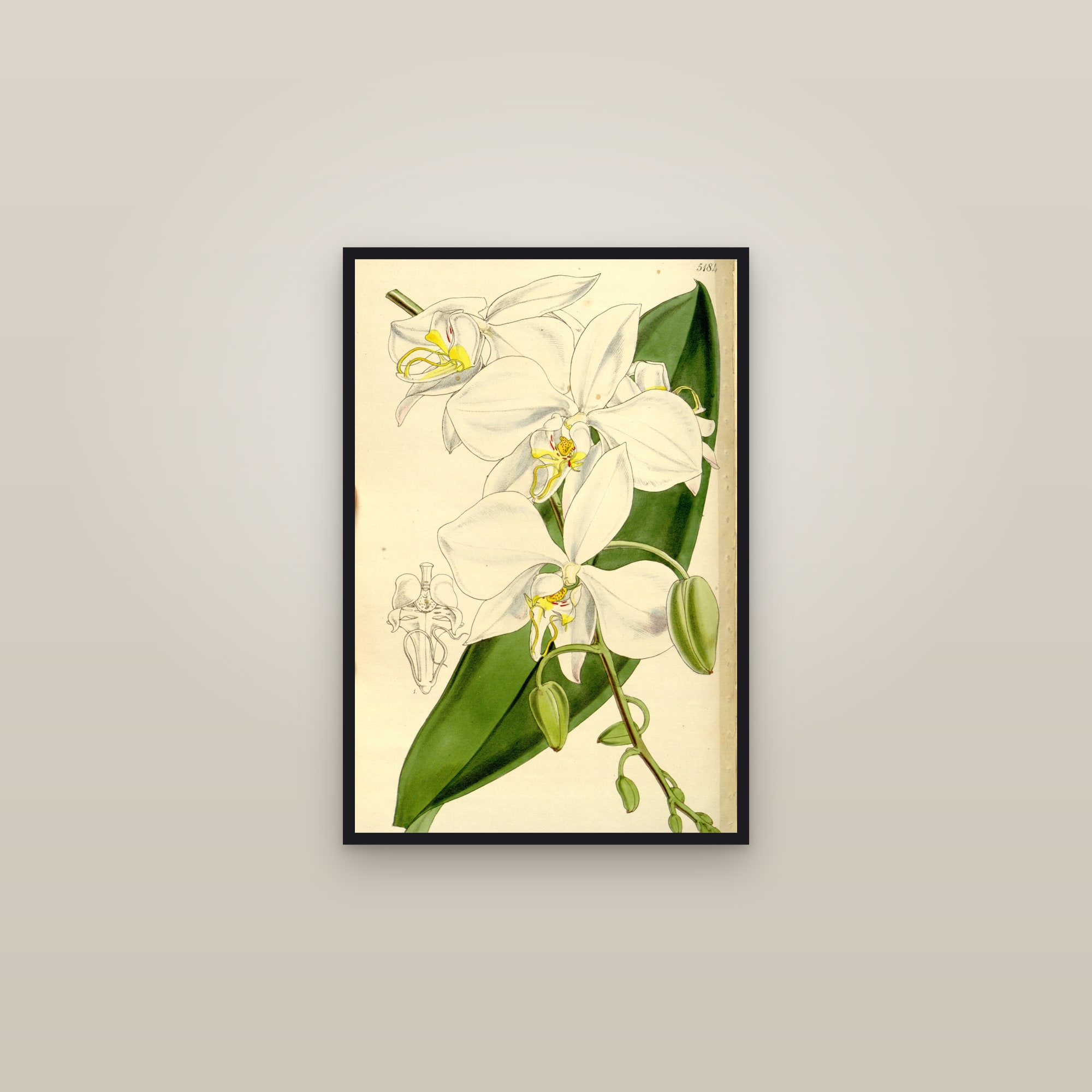 Moth Orchid — framed in a gallery setting
