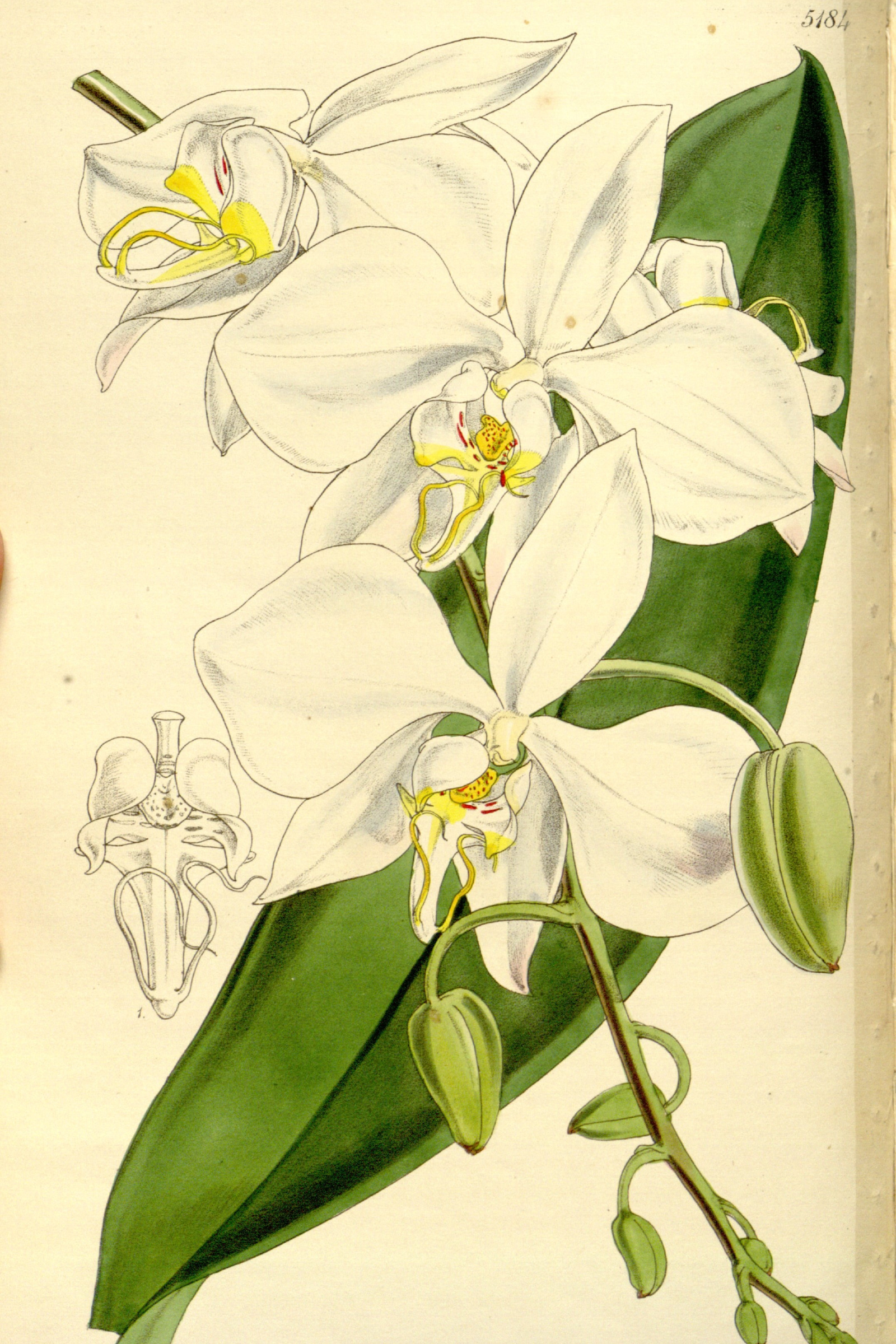 Moth Orchid