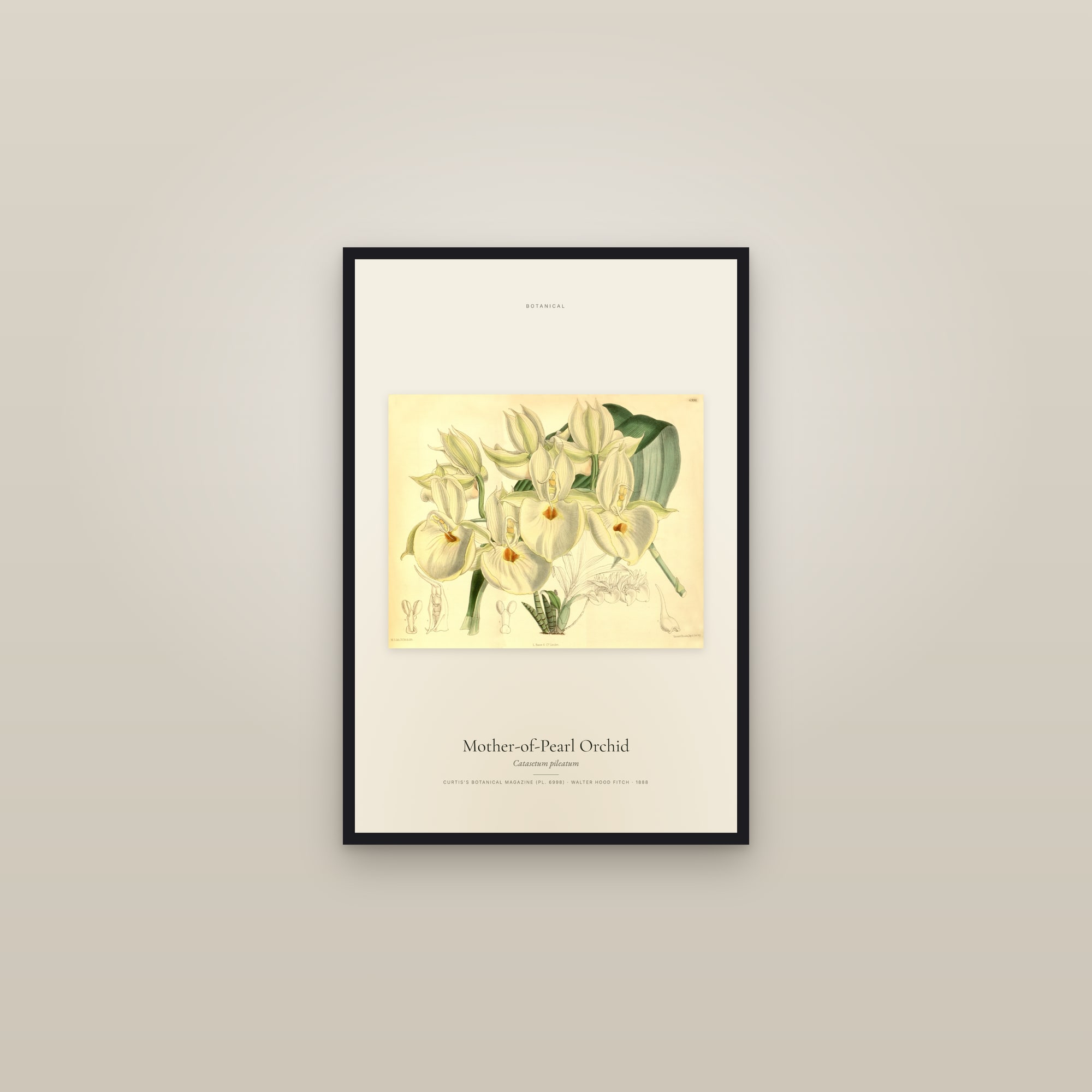 Mother-of-Pearl Orchid — framed in a gallery setting