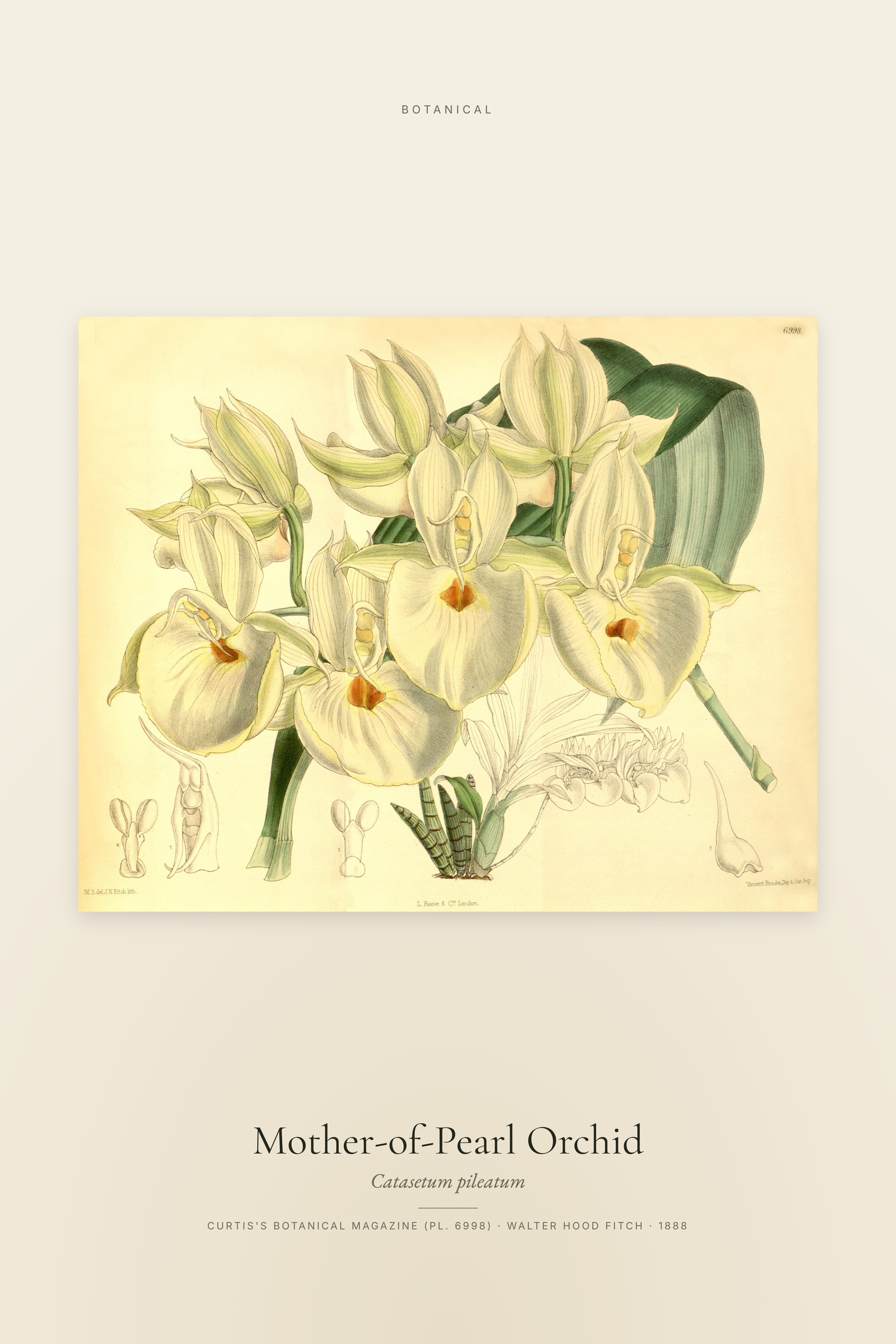 Mother-of-Pearl Orchid