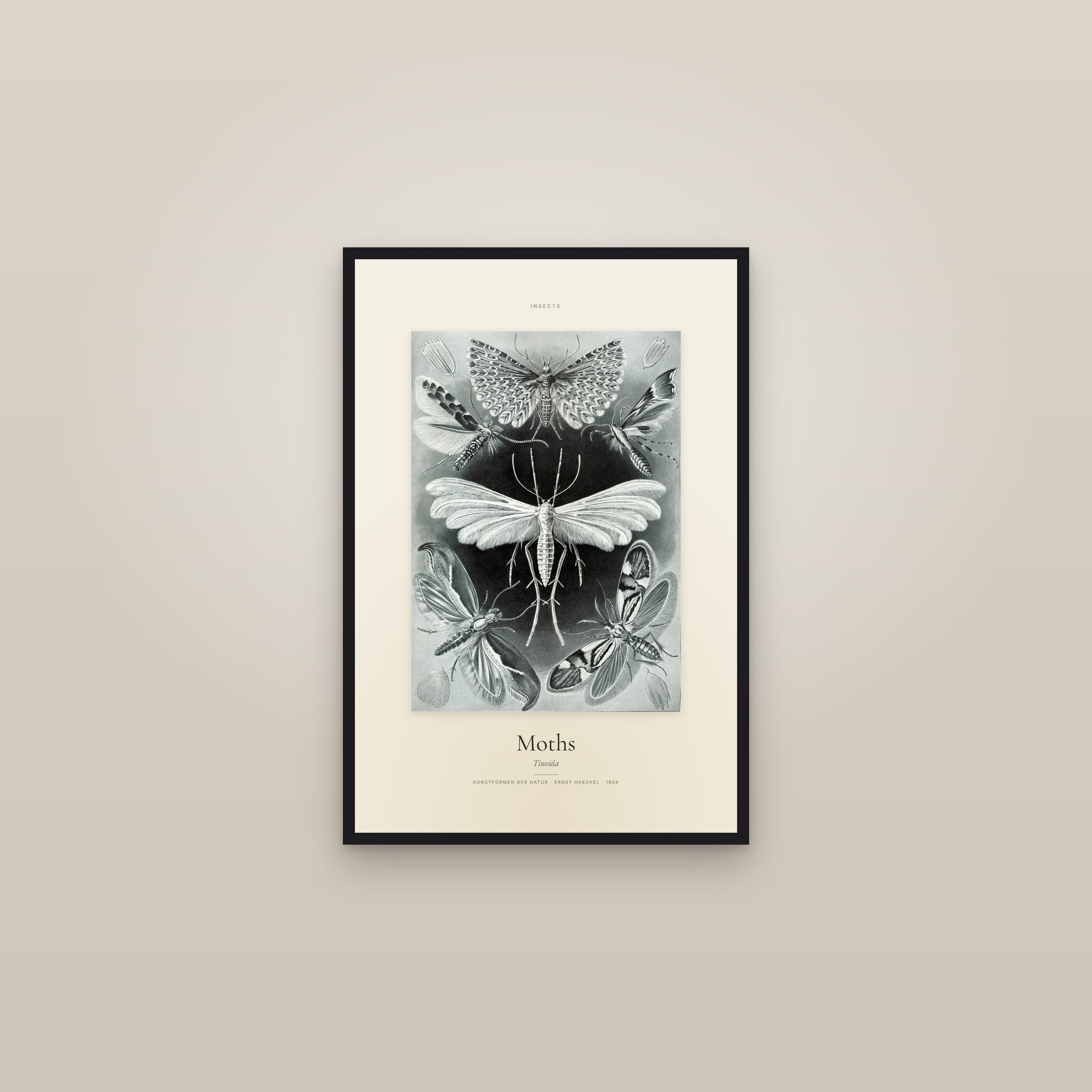 Moths — Specimen — framed in a gallery setting