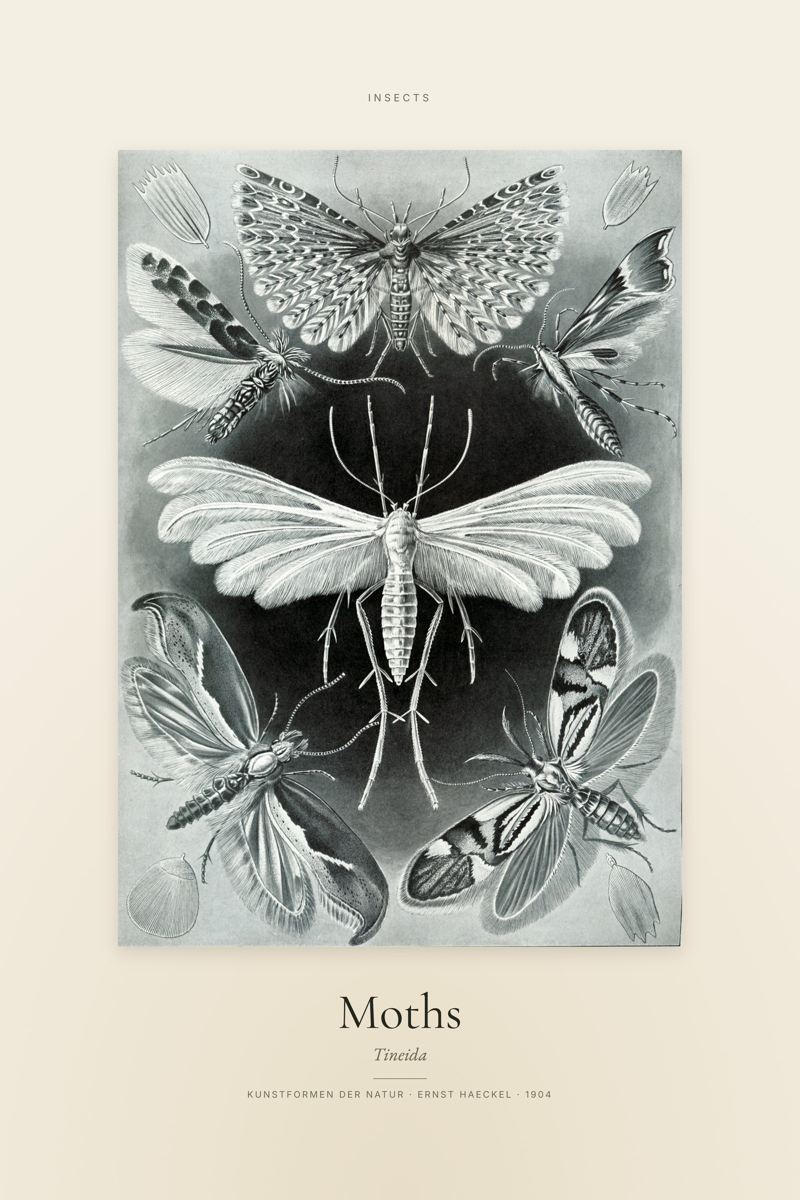 Moths — Specimen