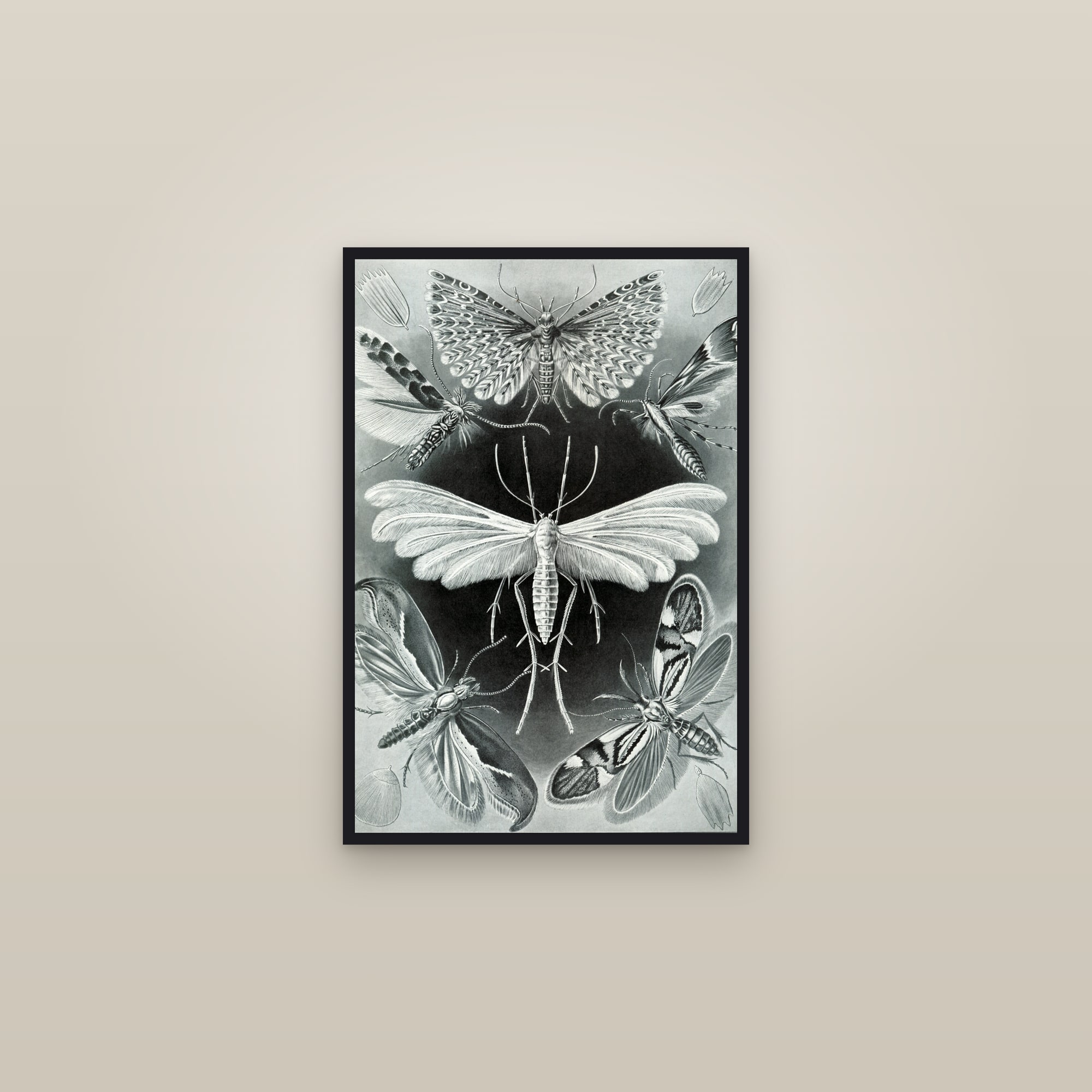 Moths — framed in a gallery setting