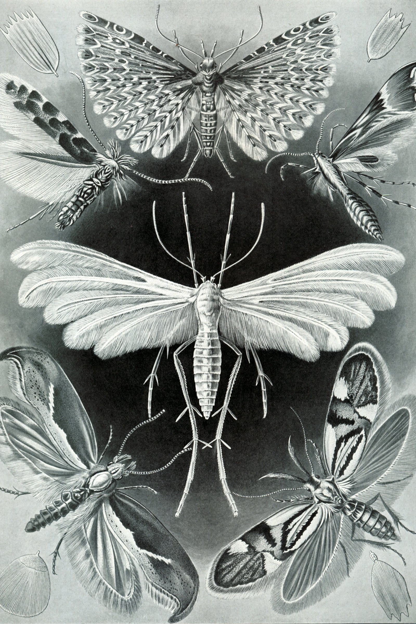 Moths