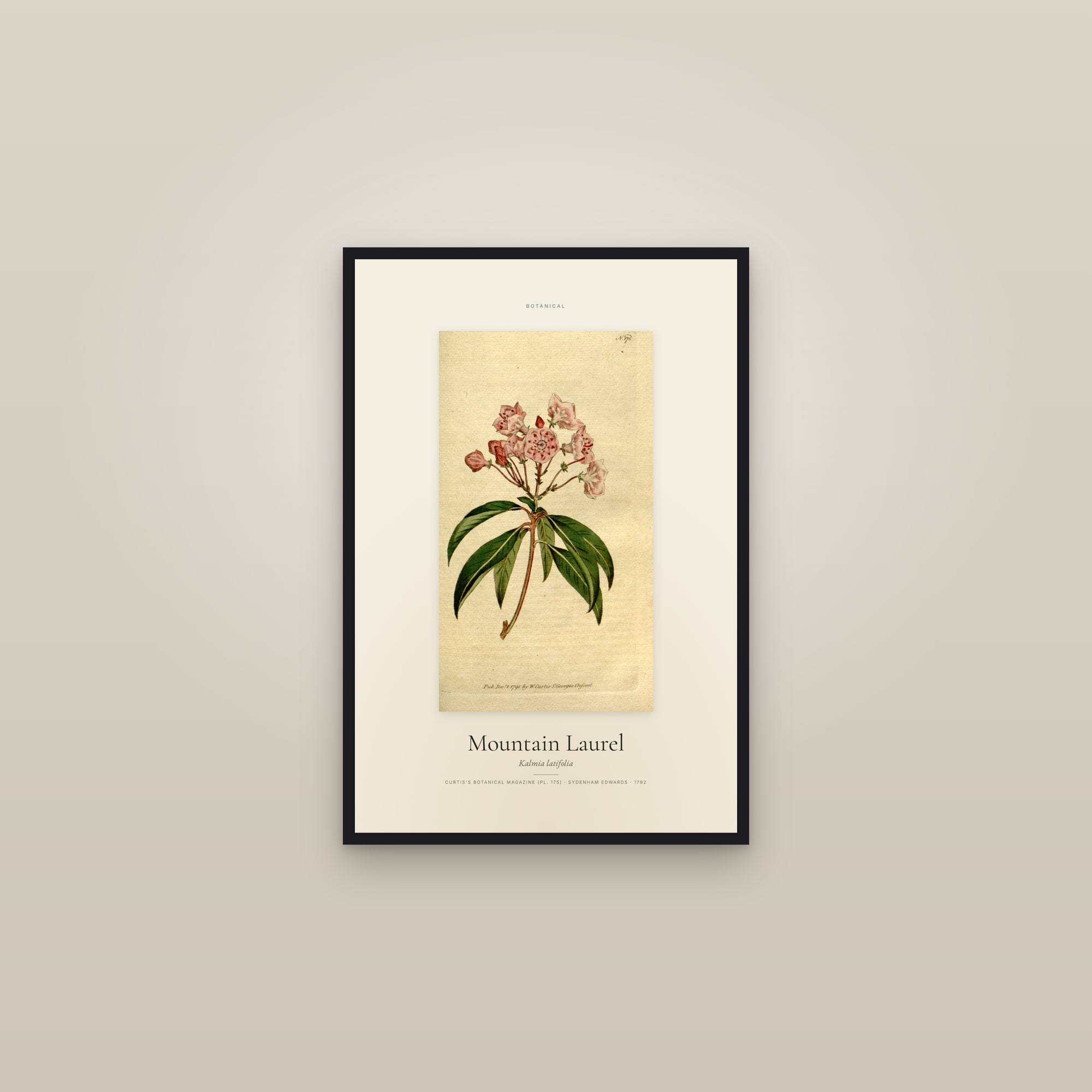 Mountain Laurel — Specimen — framed in a gallery setting